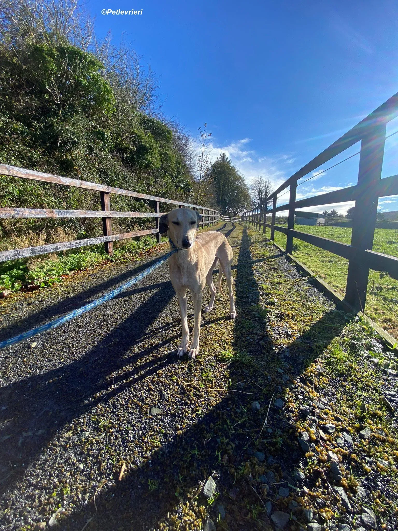 Deirdre adozione levrieri greyhound 24