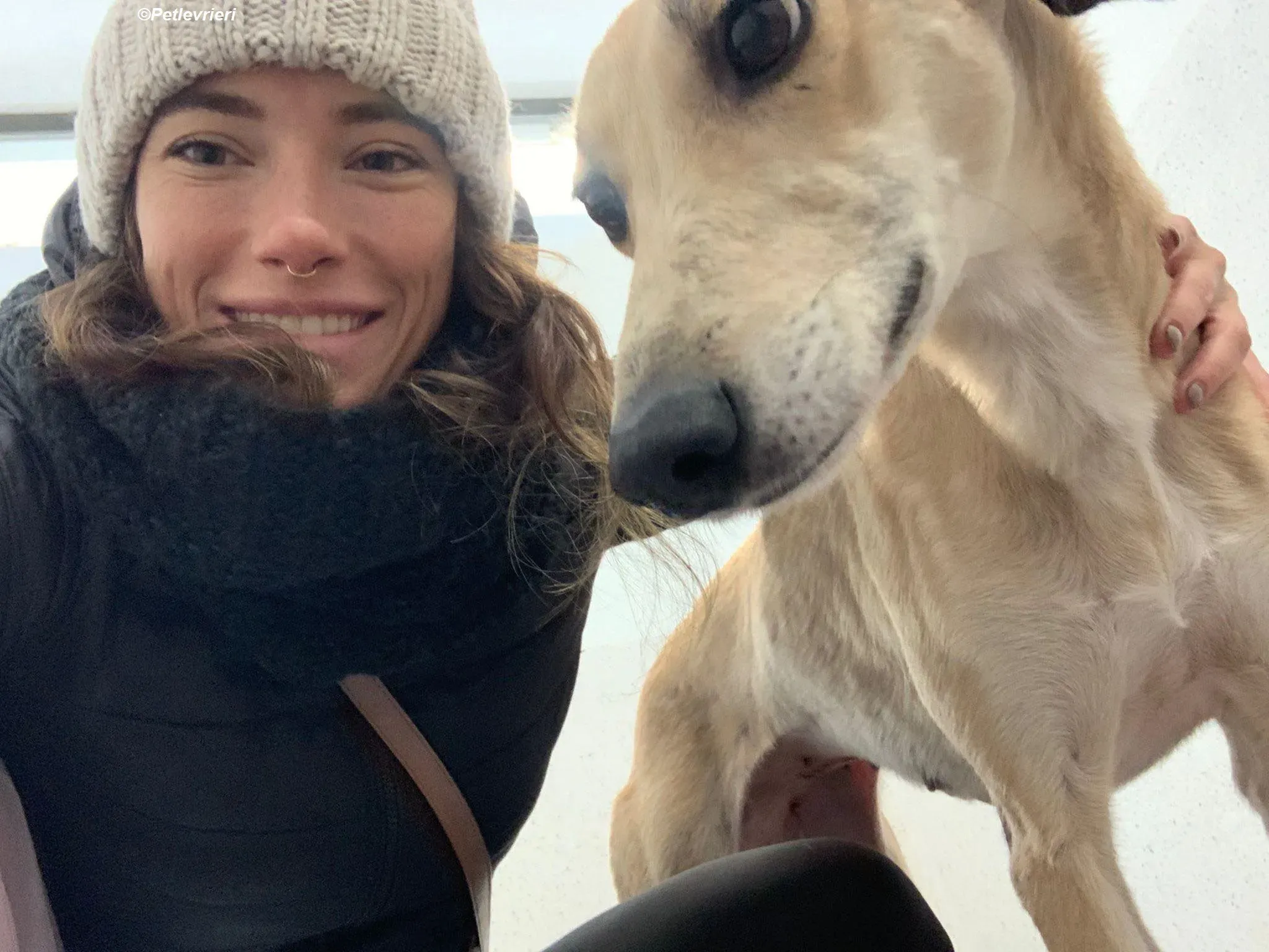 Deirdre adozione levrieri greyhound 25