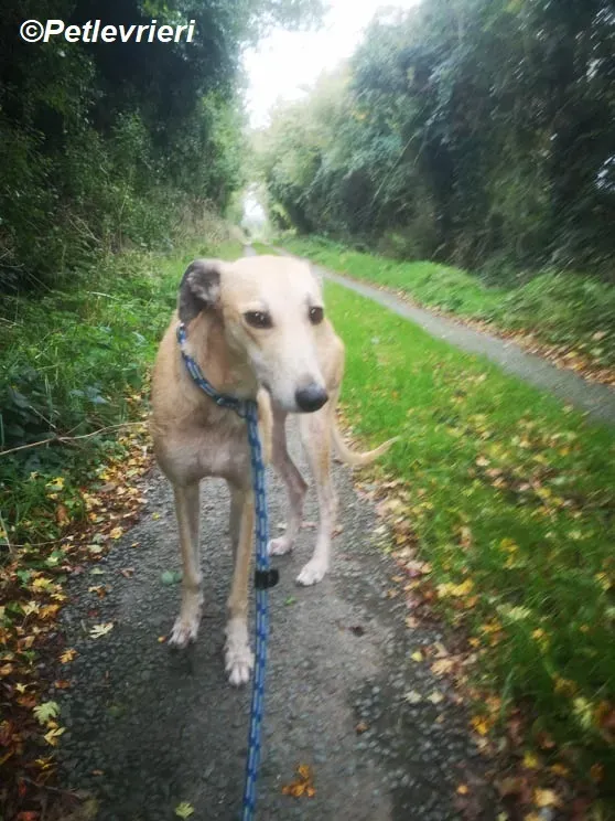 Deirdre adozione levrieri greyhound 3