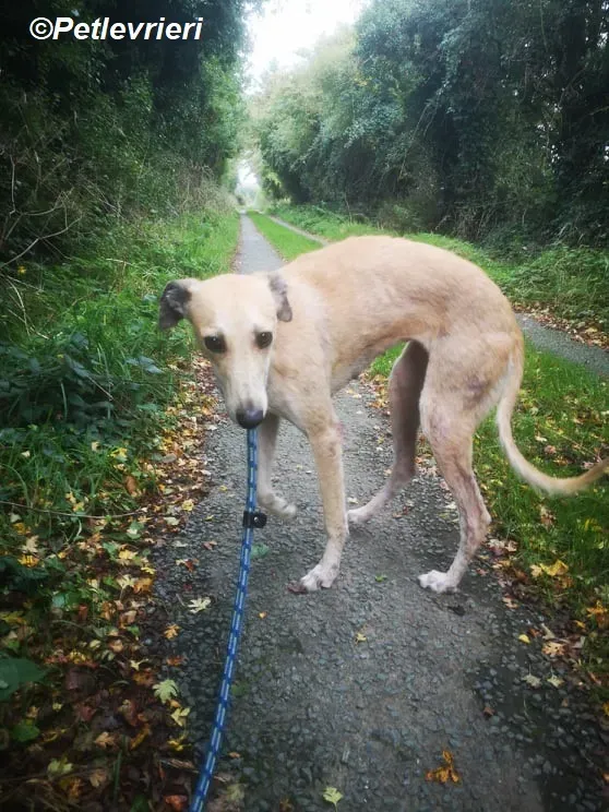 Deirdre adozione levrieri greyhound 4