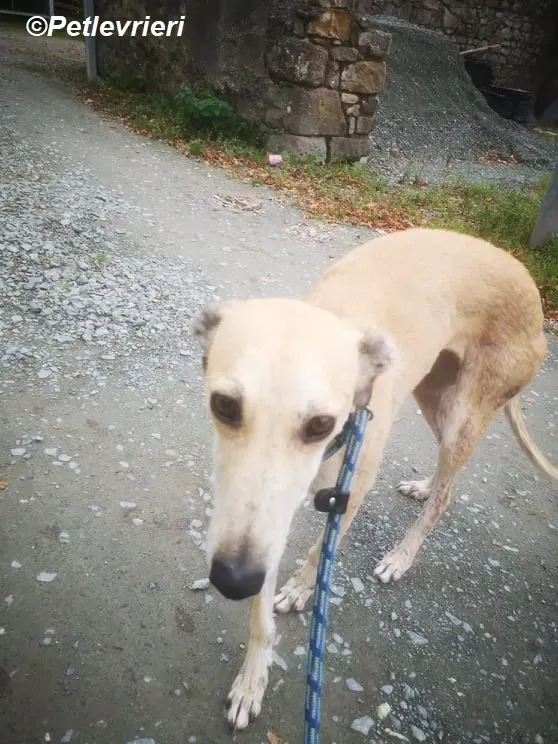 Deirdre adozione levrieri greyhound 5