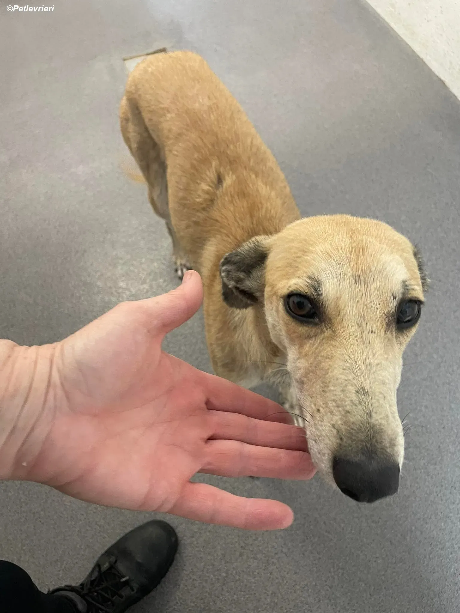 Deirdre adozione levrieri greyhound 6