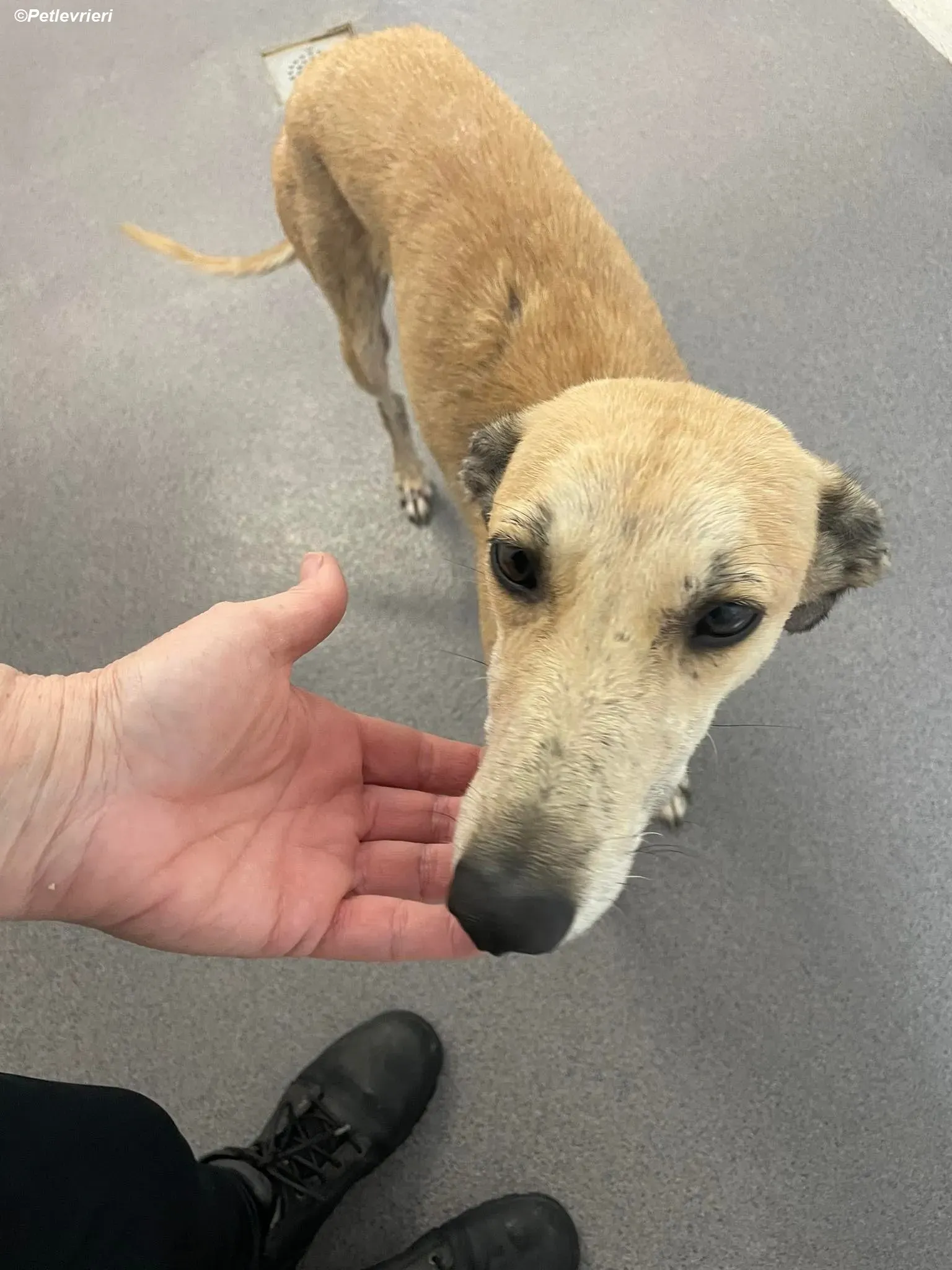 Deirdre adozione levrieri greyhound 7