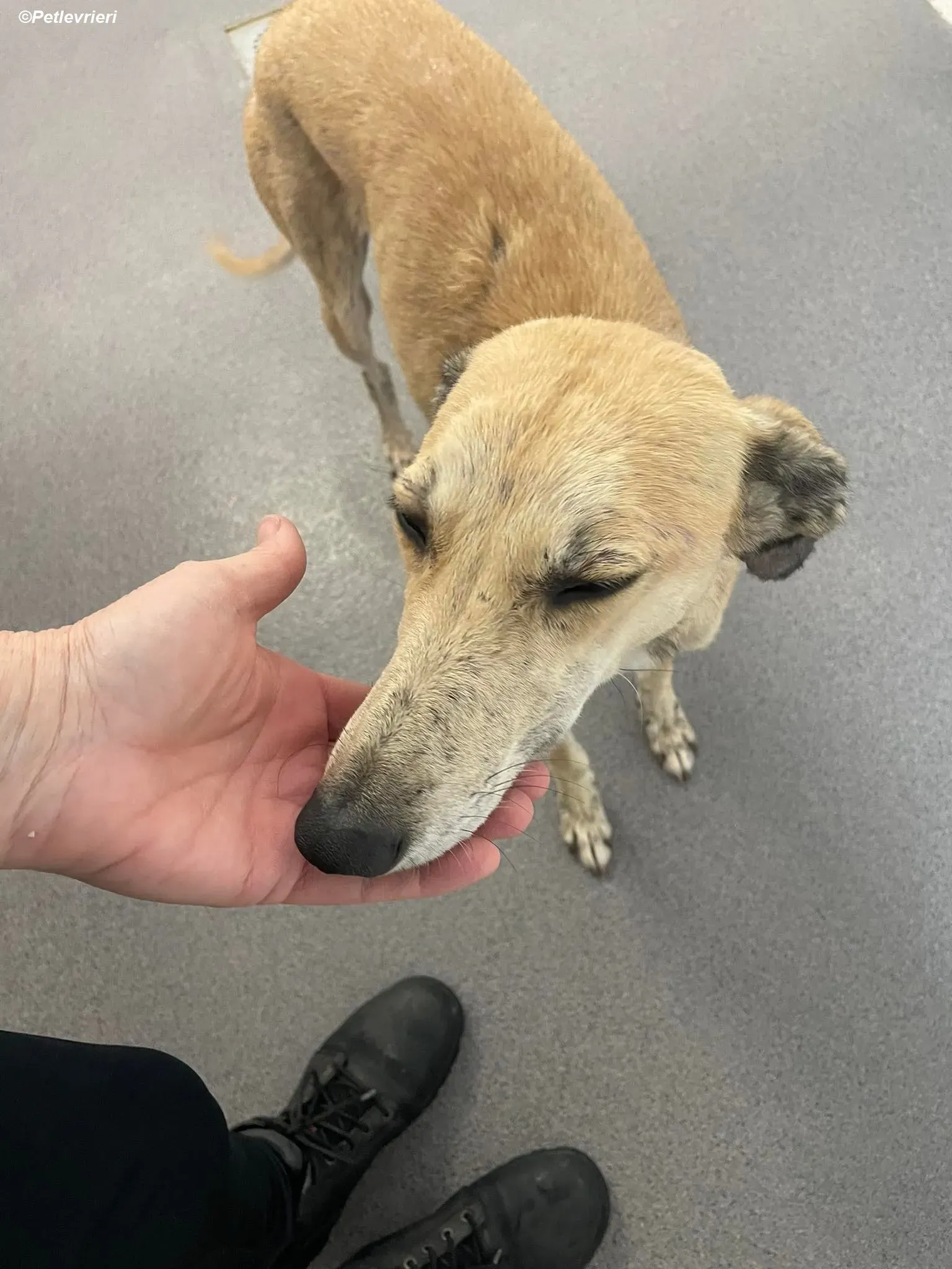 Deirdre adozione levrieri greyhound 8