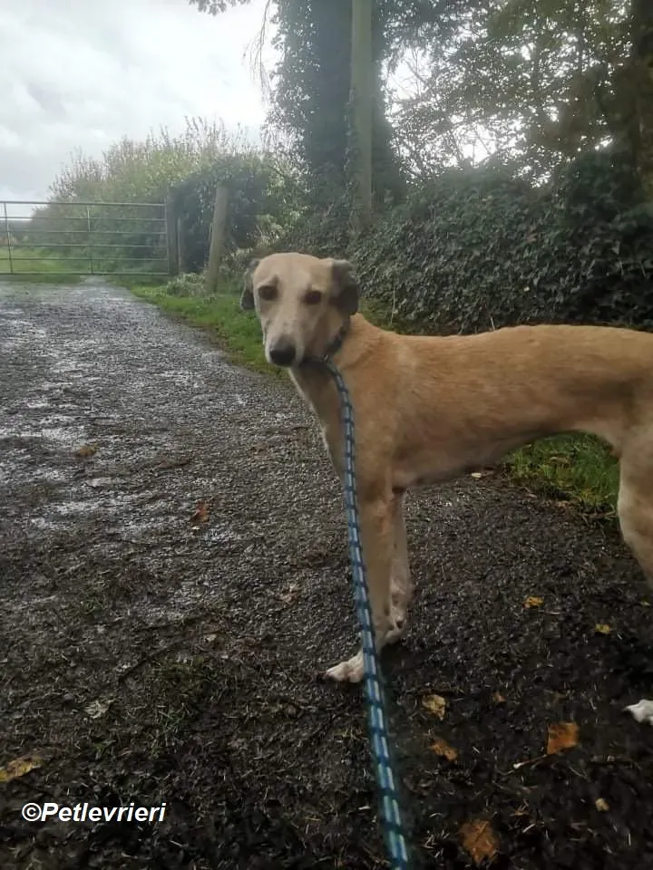 Deirdre adozione levrieri greyhound 9 1