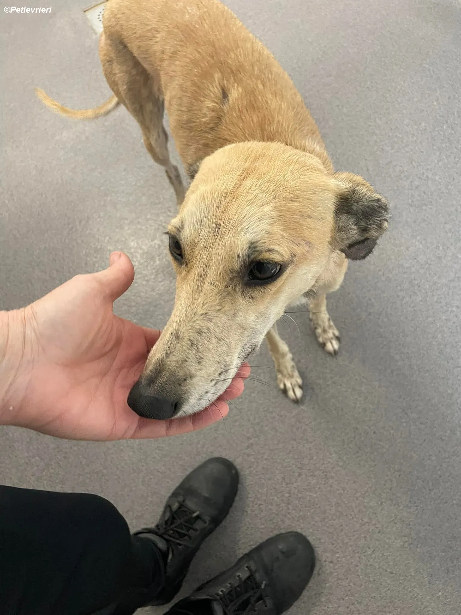 Deirdre adozione levrieri greyhound 9