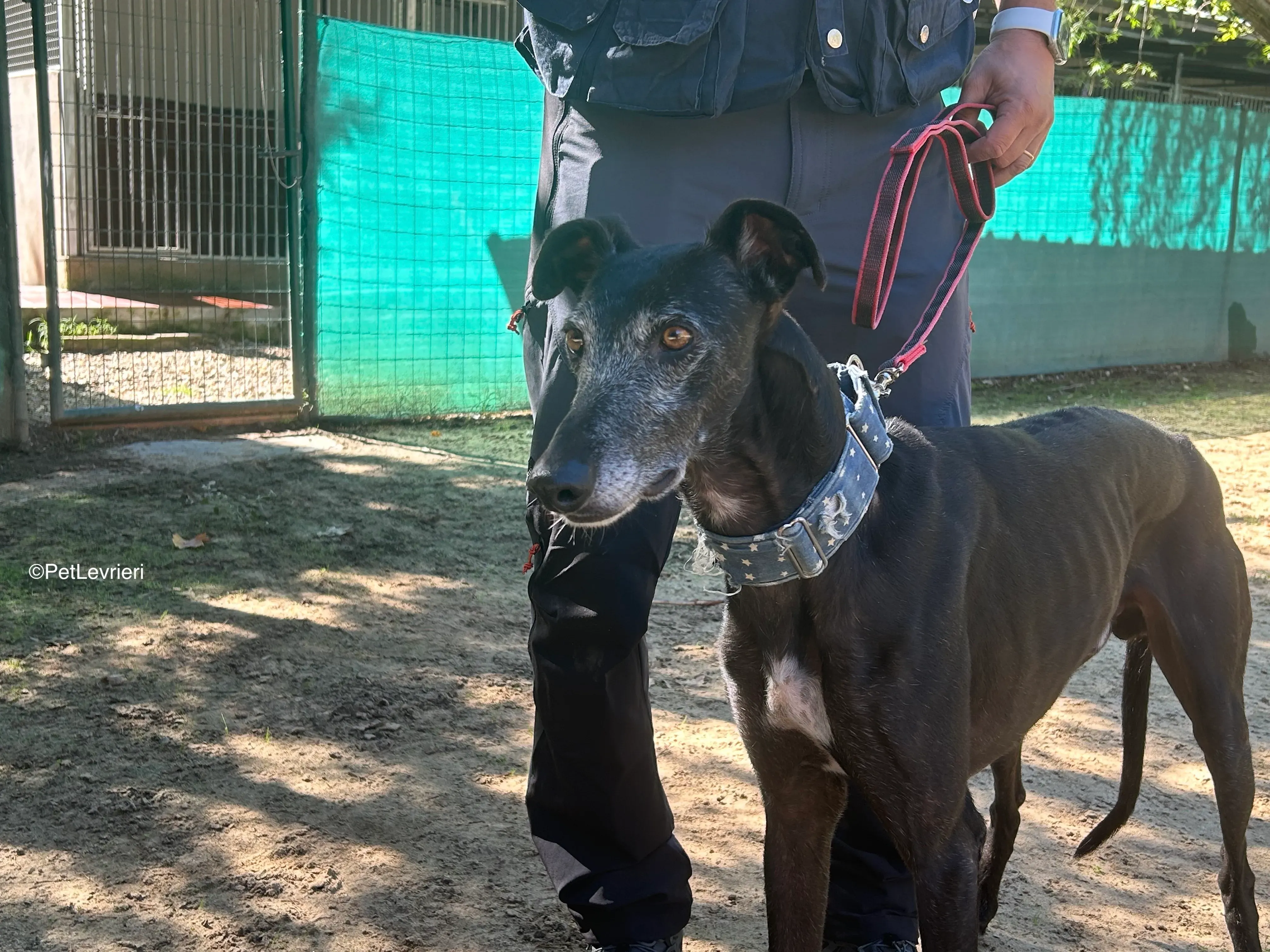Delta adozione galgo pet levrieri 1