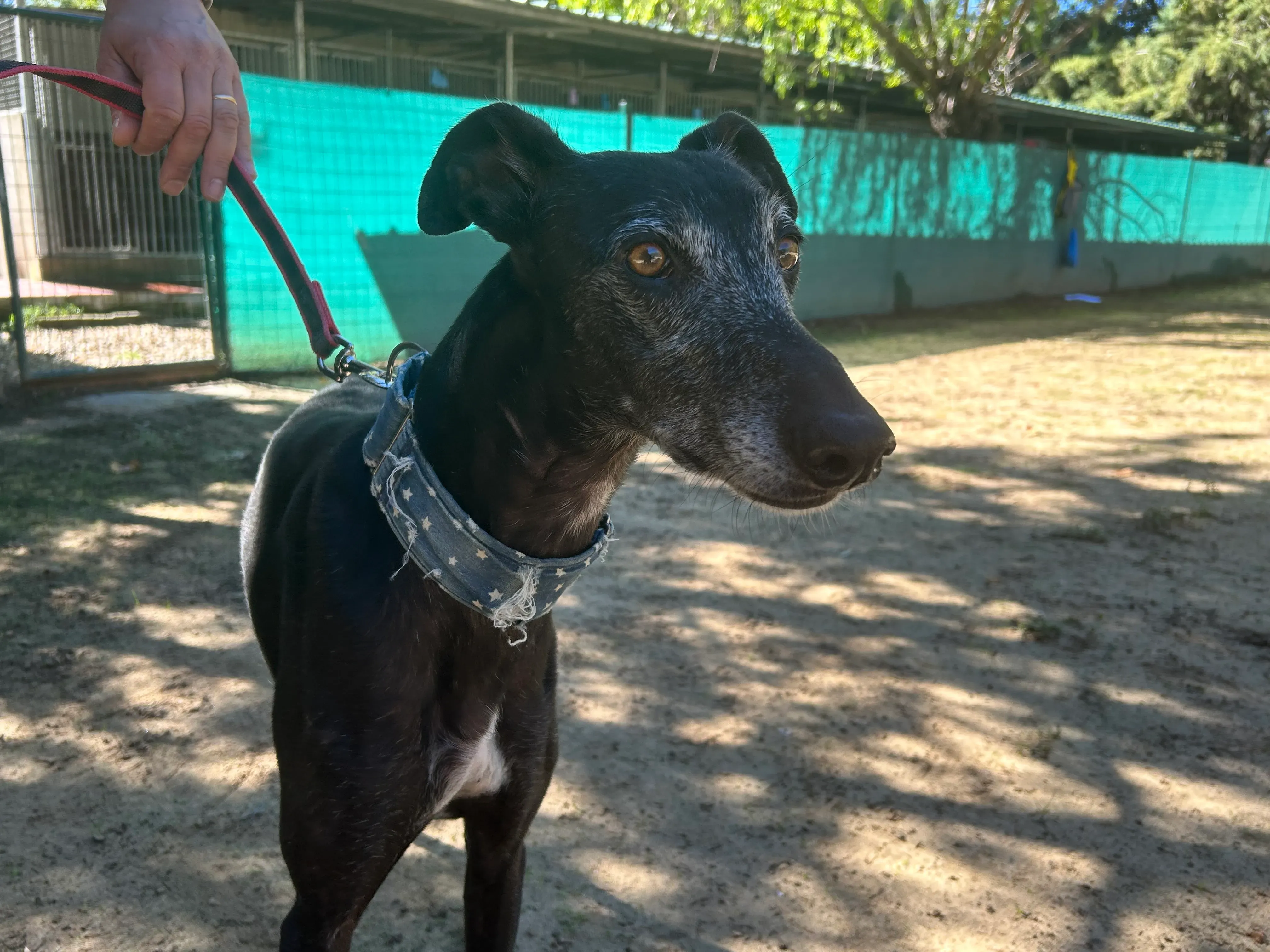 Delta adozione galgo pet levrieri 11