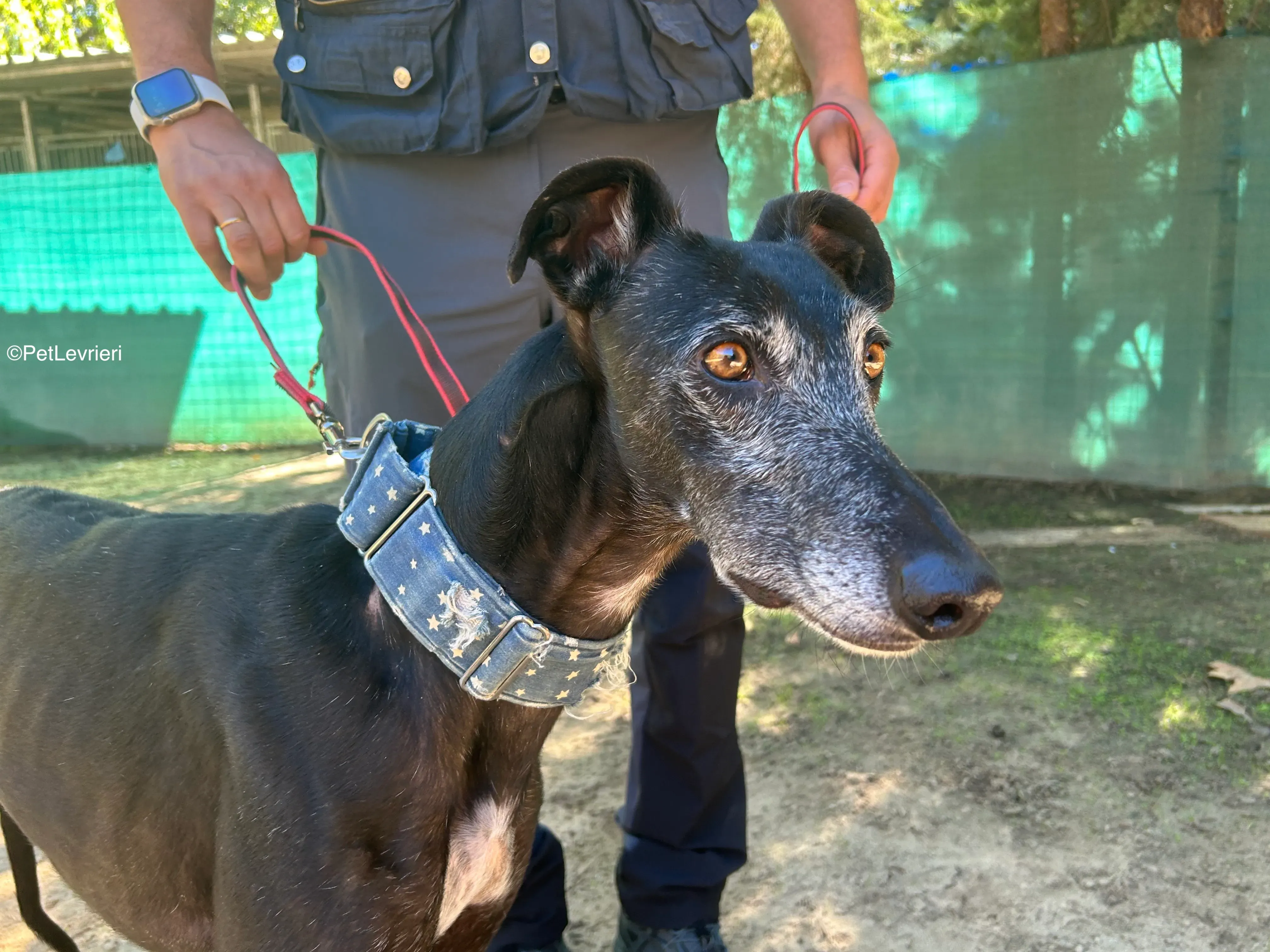 Delta adozione galgo pet levrieri 12