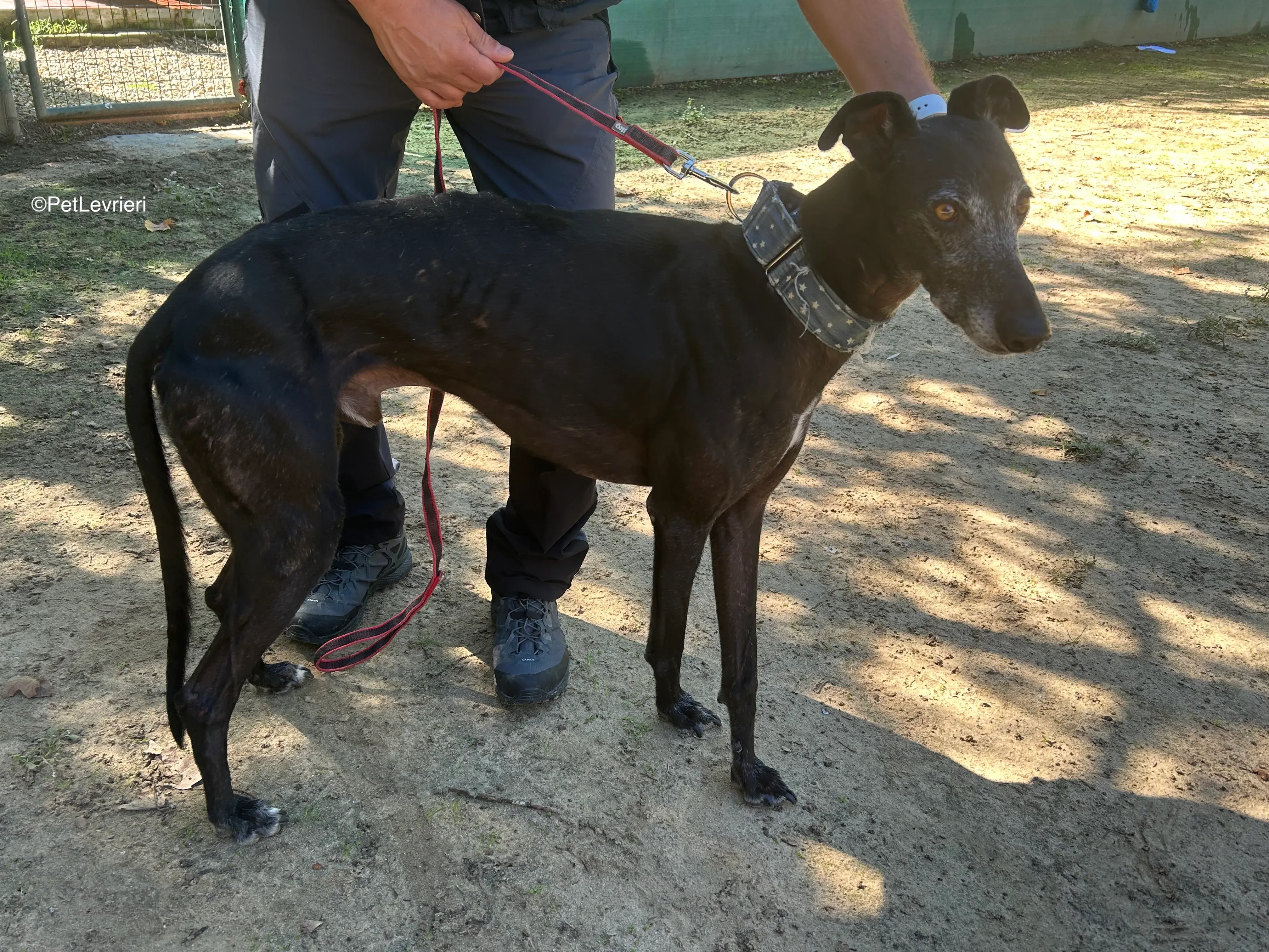 Delta adozione galgo pet levrieri 14