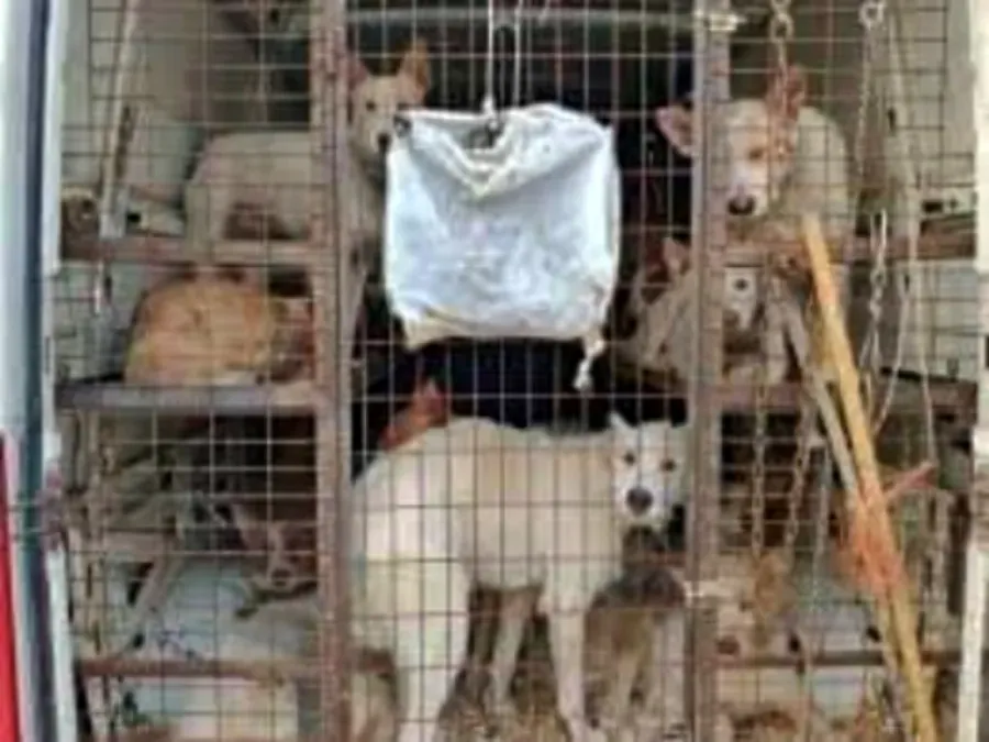 Denuncia PACMA Estremadura 2