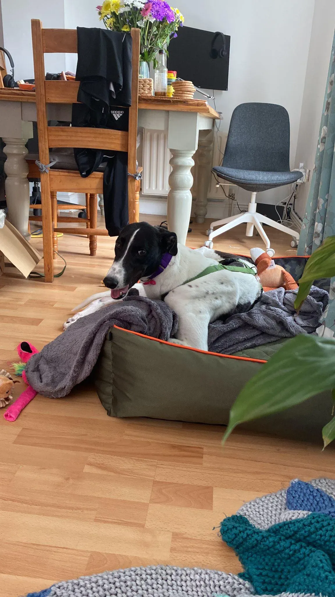 Denzel adozione levrieri greyhound 1