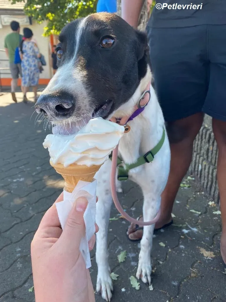 Denzel adozione levrieri greyhound 15