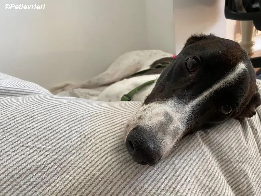 Denzel adozione levrieri greyhound 16