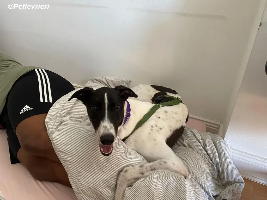 Denzel adozione levrieri greyhound 17