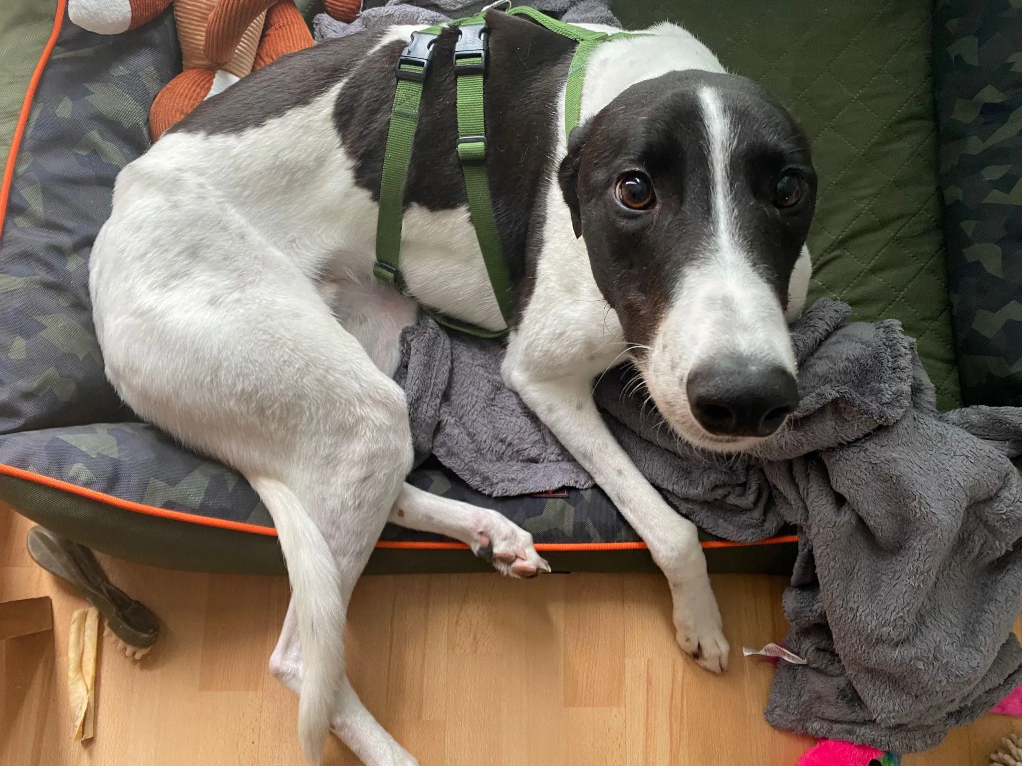 Denzel adozione levrieri greyhound 2