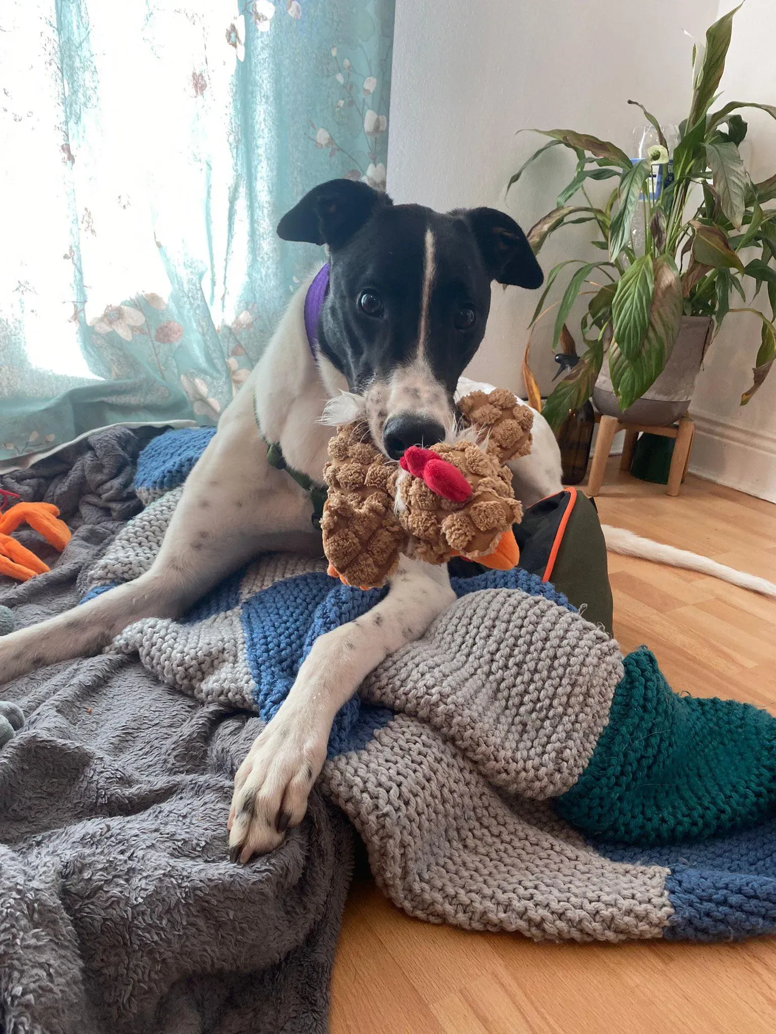 Denzel adozione levrieri greyhound 3