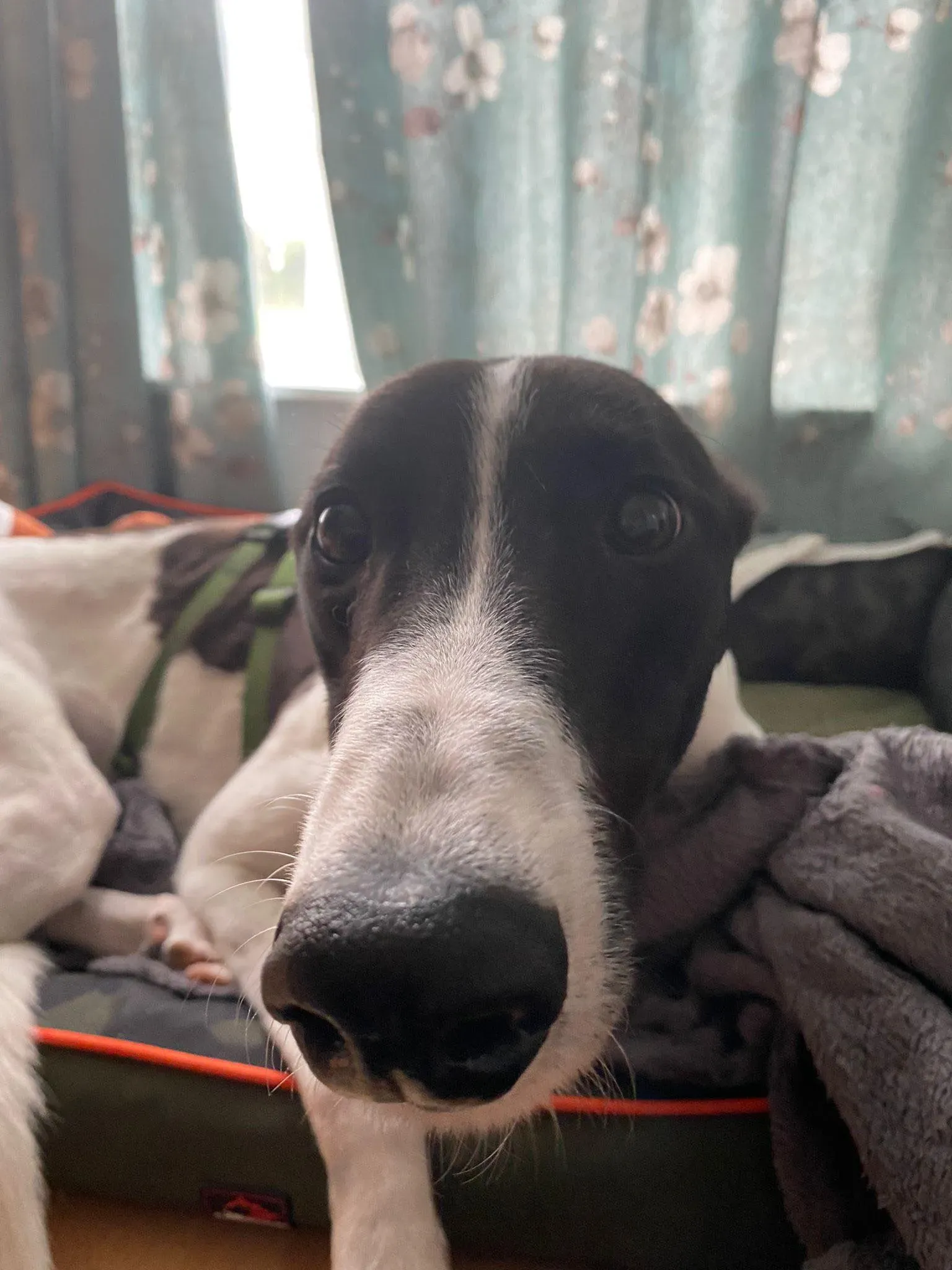 Denzel adozione levrieri greyhound 4