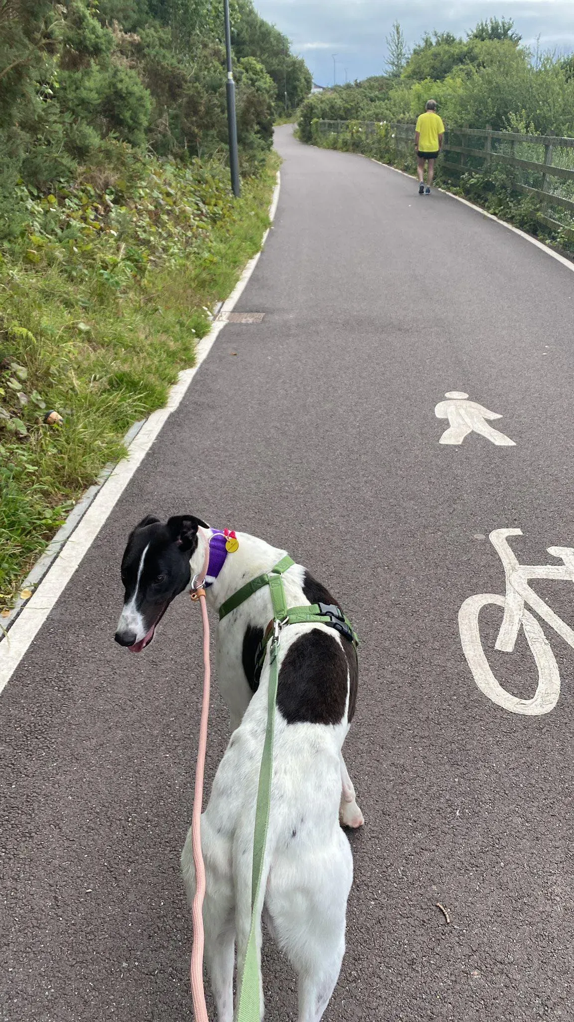 Denzel adozione levrieri greyhound 5