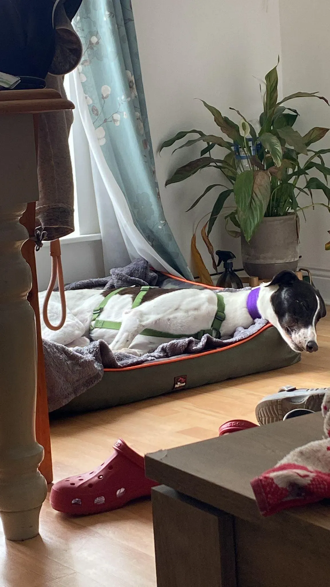 Denzel adozione levrieri greyhound 6