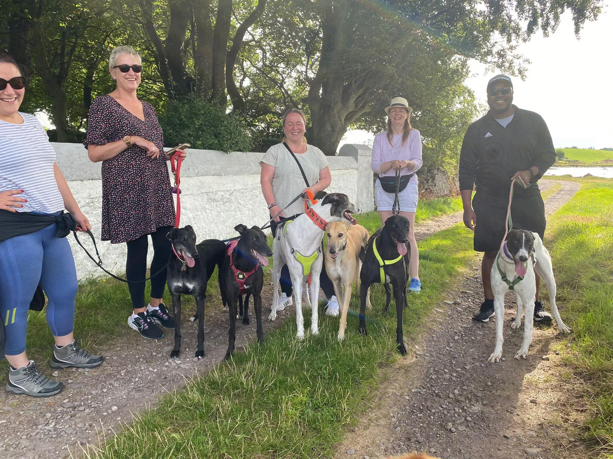 Denzel adozione levrieri greyhound 7