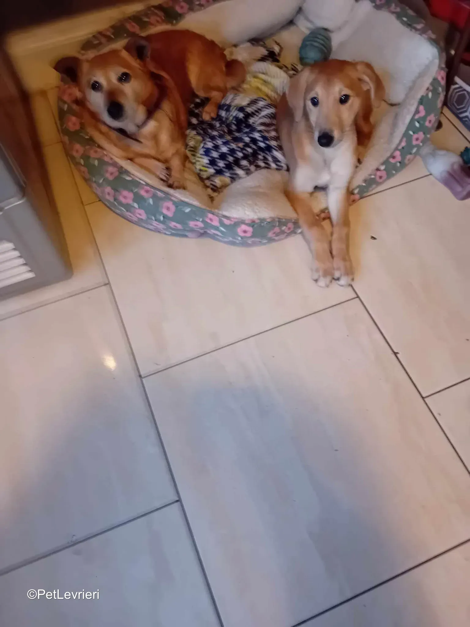 Deren adozione greyhound 02