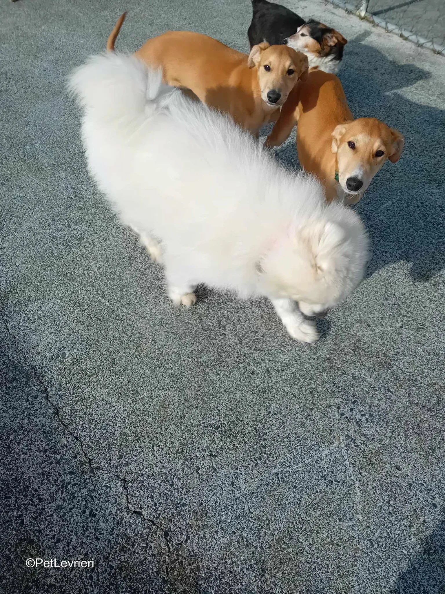 Deren adozione greyhound 03