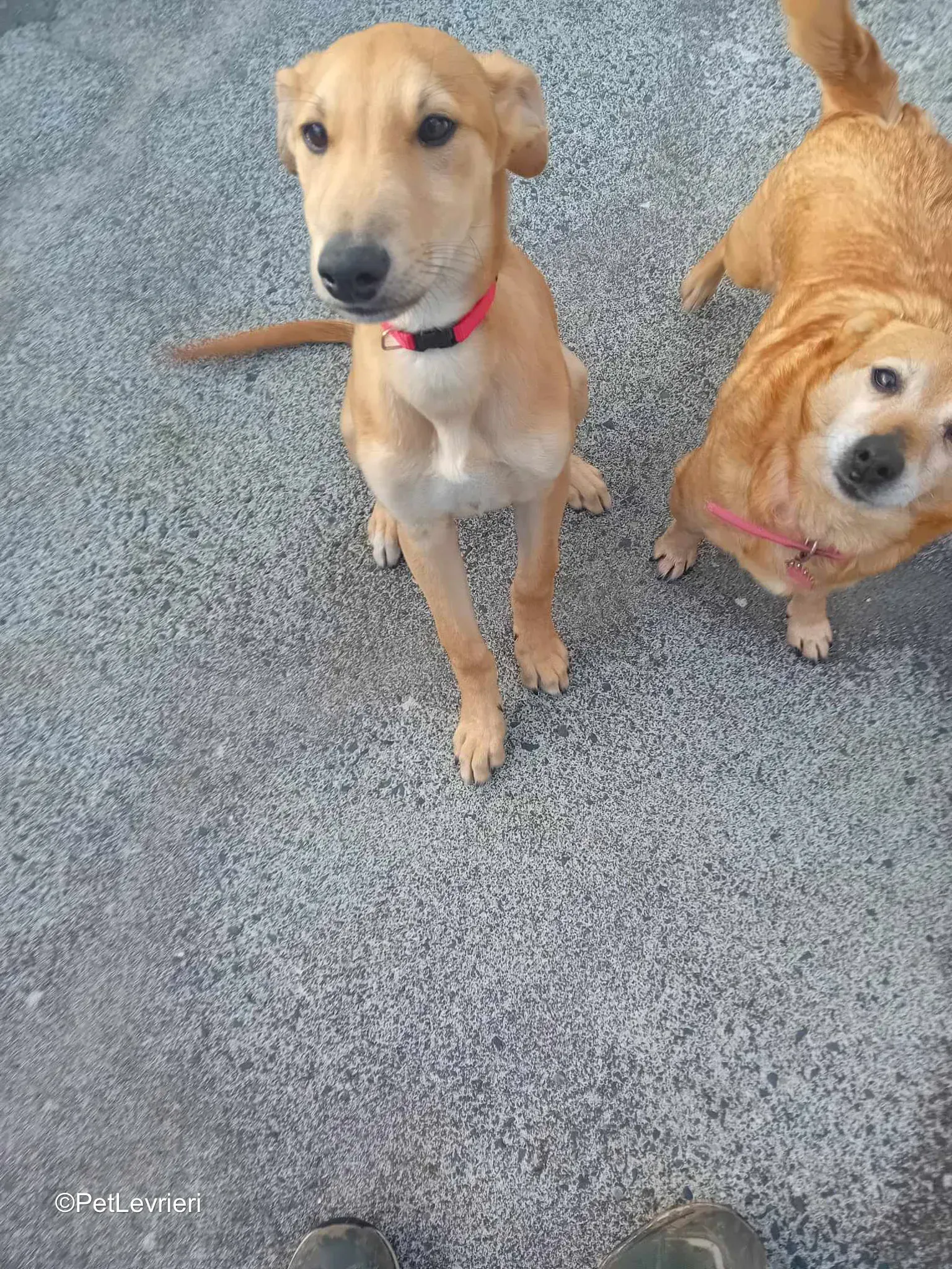 Deren adozione greyhound 04