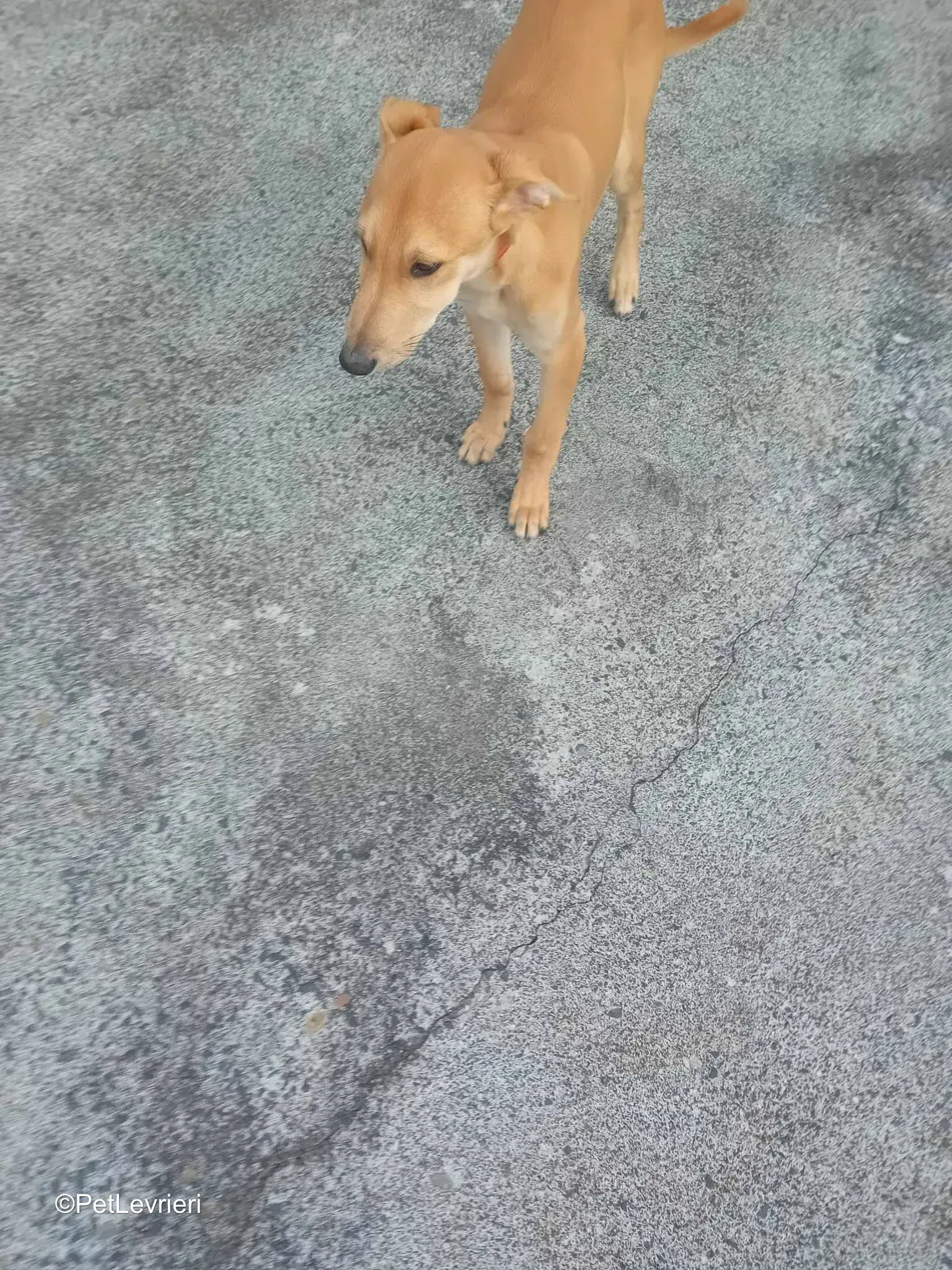 Deren adozione greyhound 05