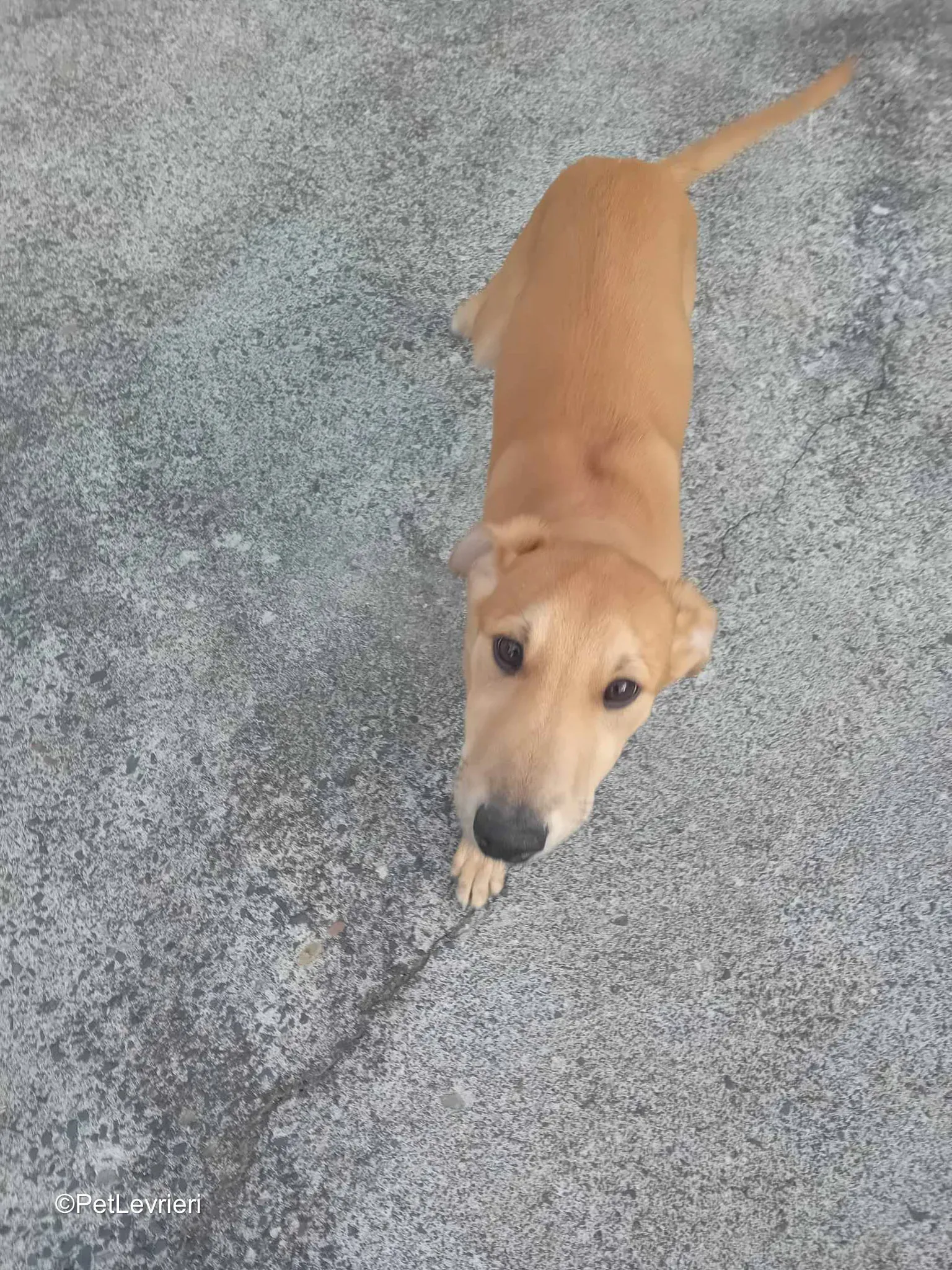 Deren adozione greyhound 06