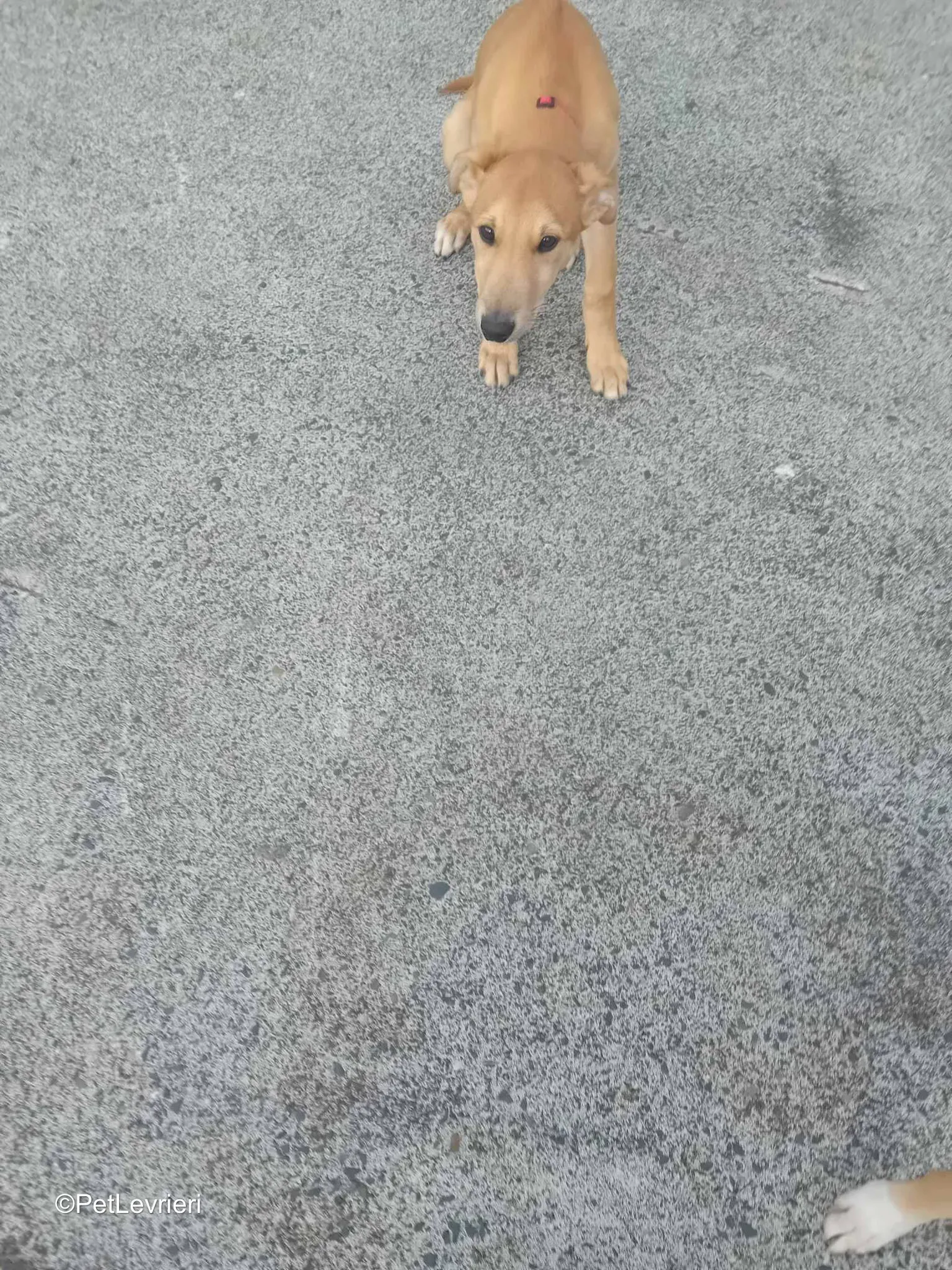 Deren adozione greyhound 07