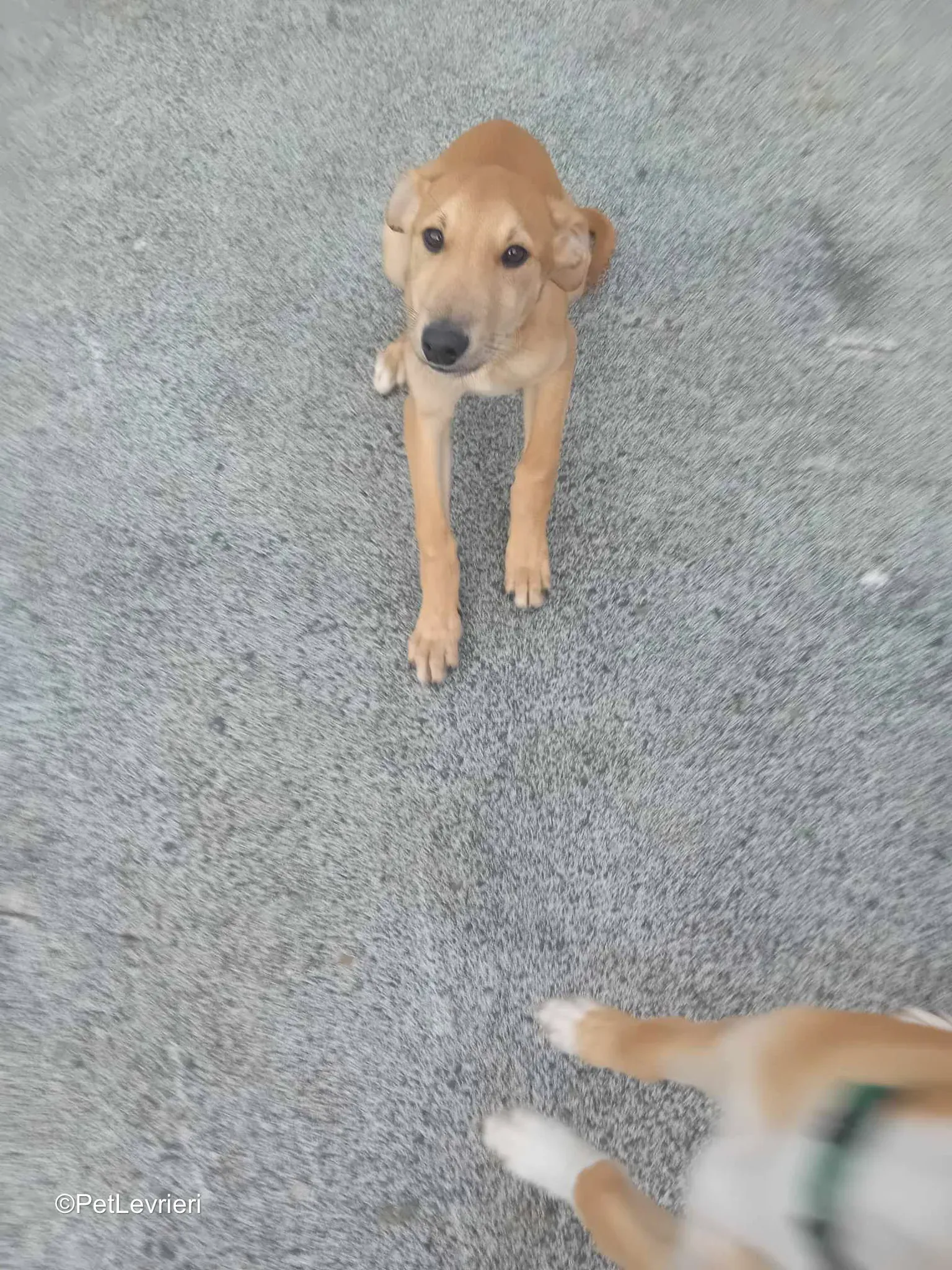 Deren adozione greyhound 08