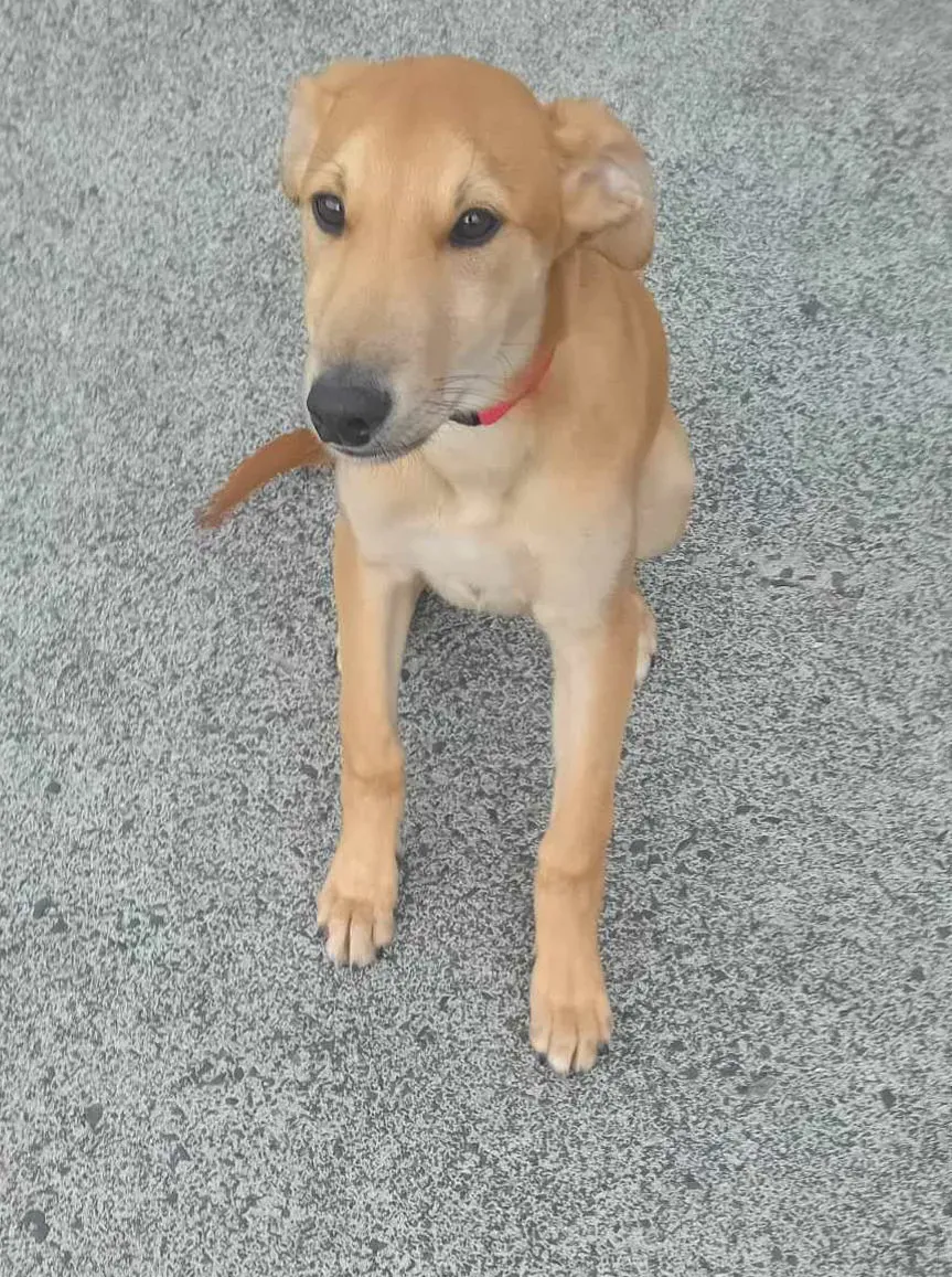 Deren adozione greyhound 09 e1709052589606