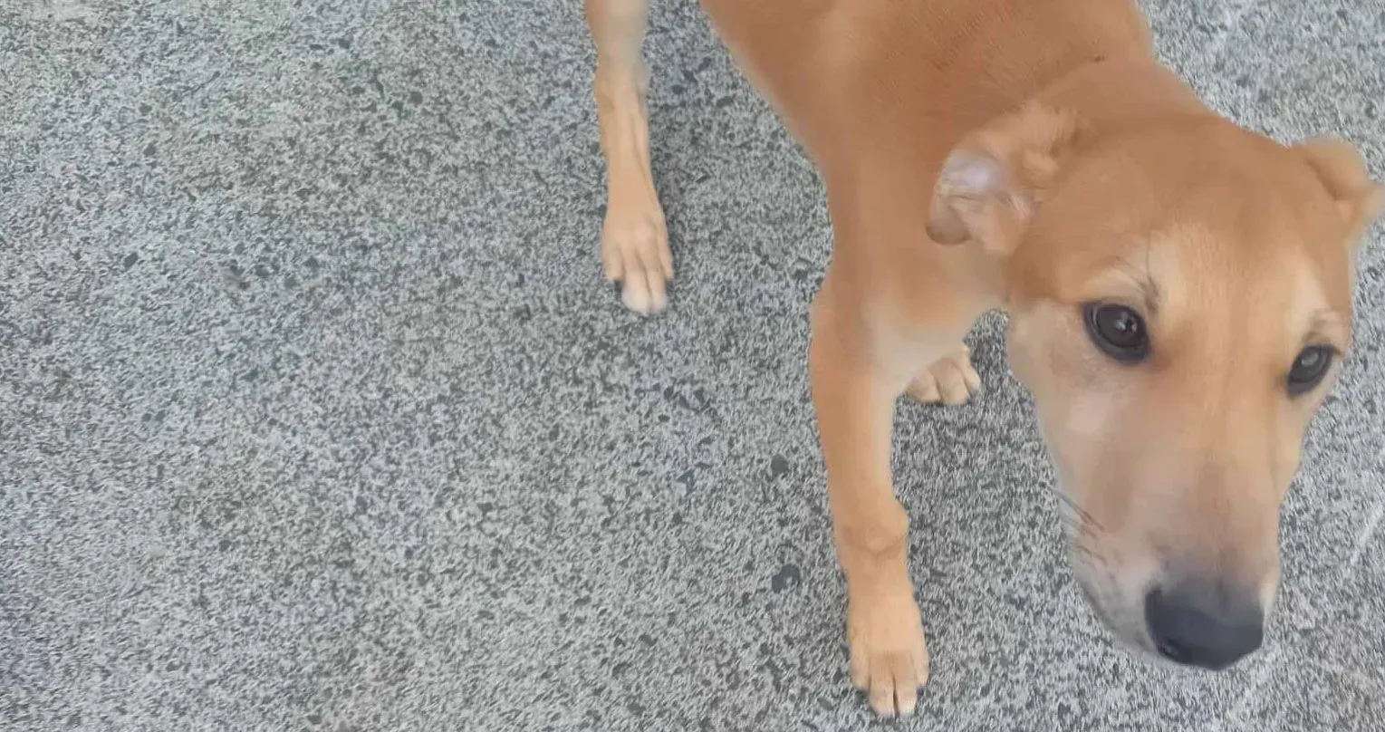 Deren adozione greyhound 10 e1709052650658