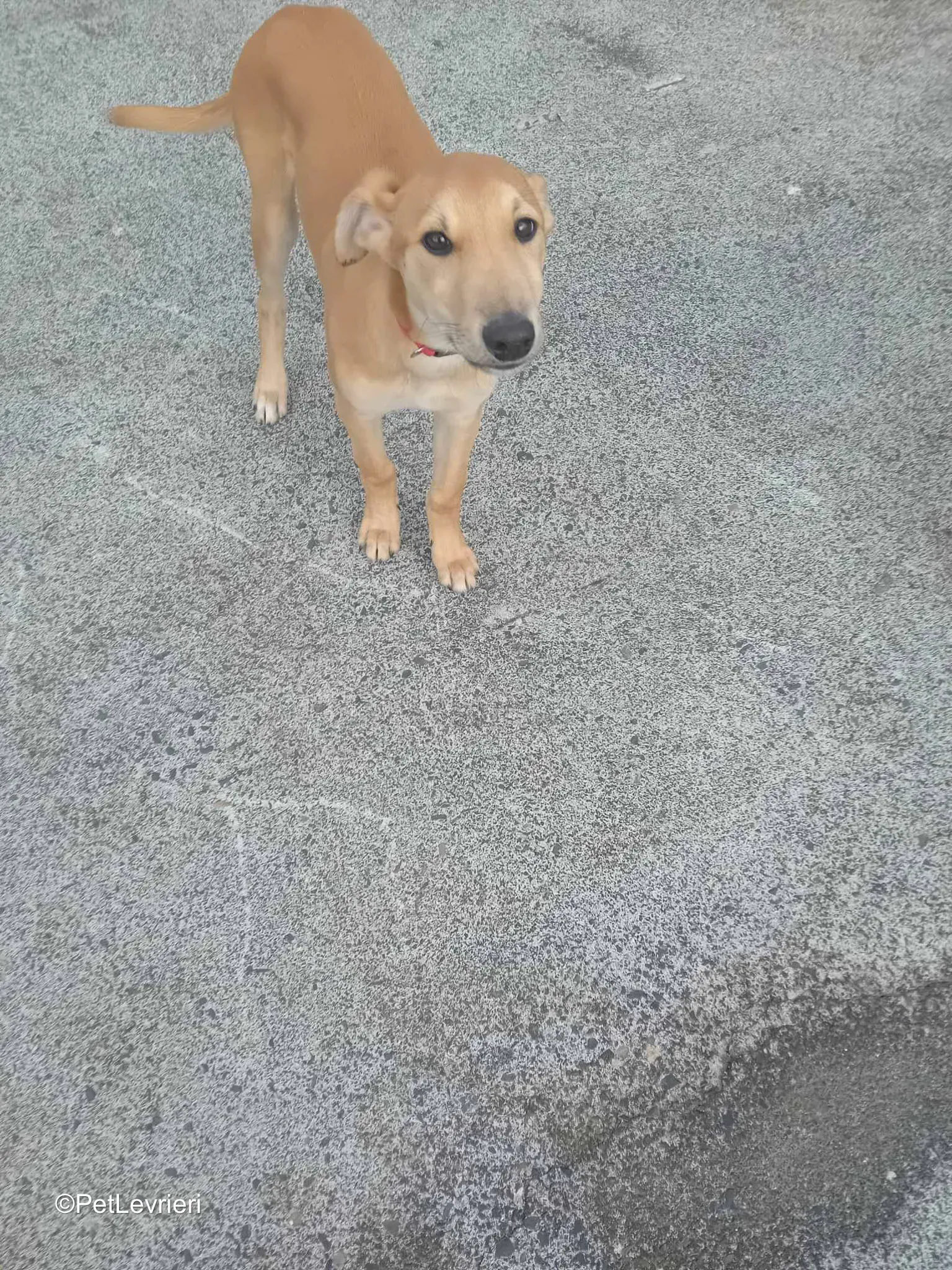 Deren adozione greyhound 11