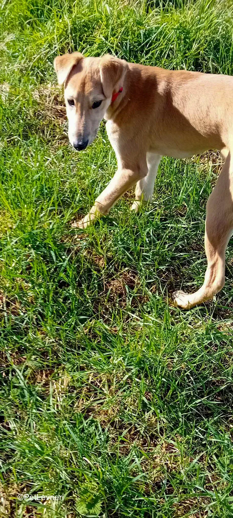 Deren adozione greyhound 12