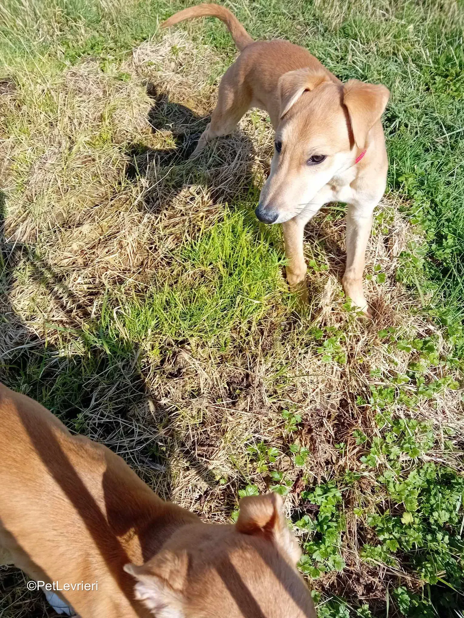 Deren adozione greyhound 13