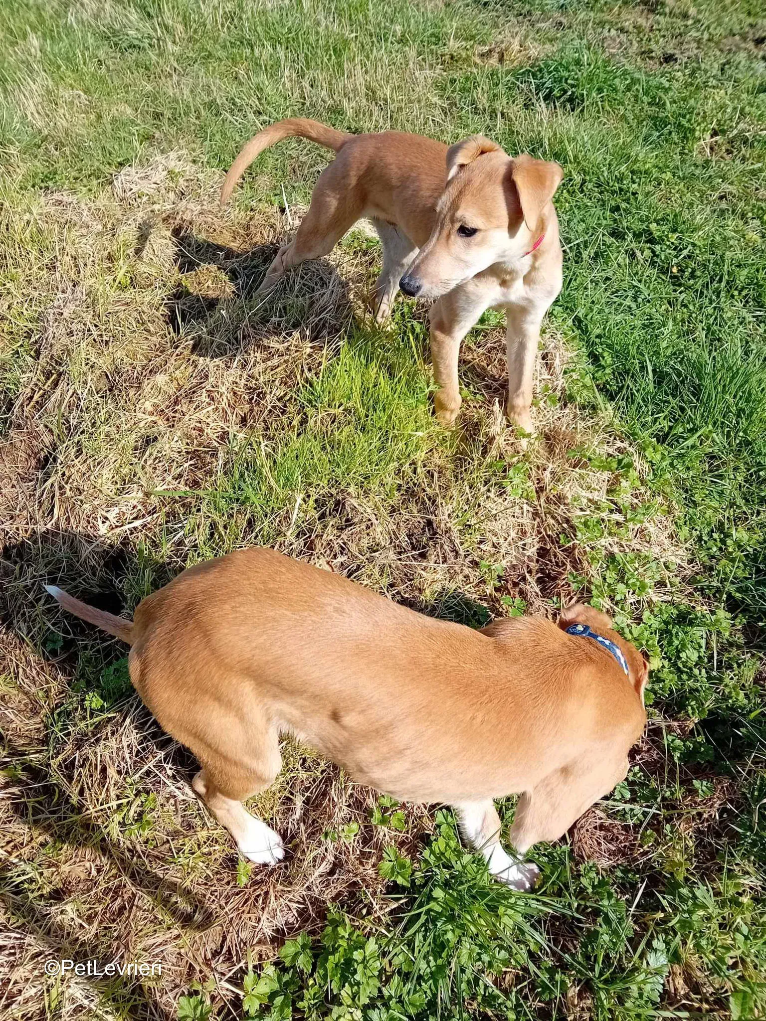 Deren adozione greyhound 14