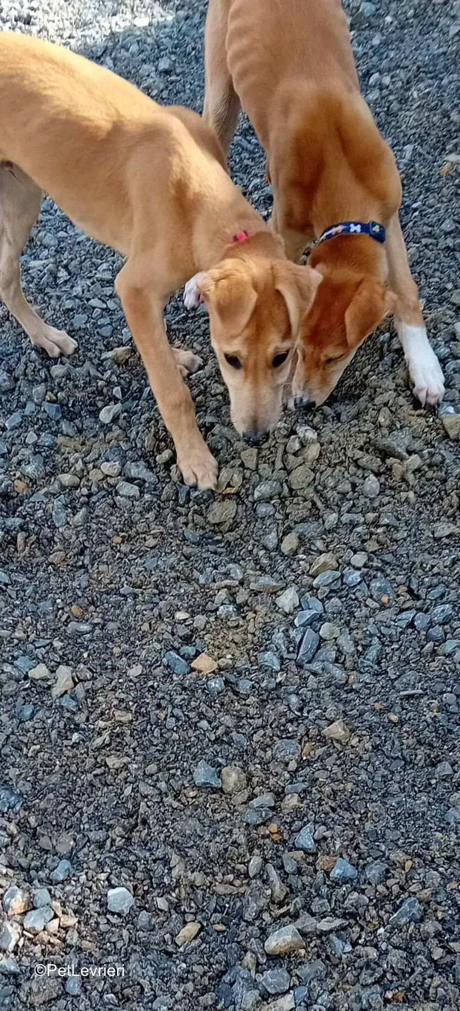 Deren adozione greyhound 15