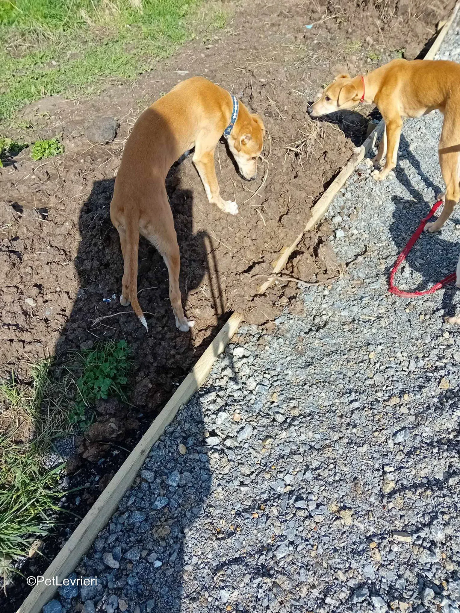 Deren adozione greyhound 16