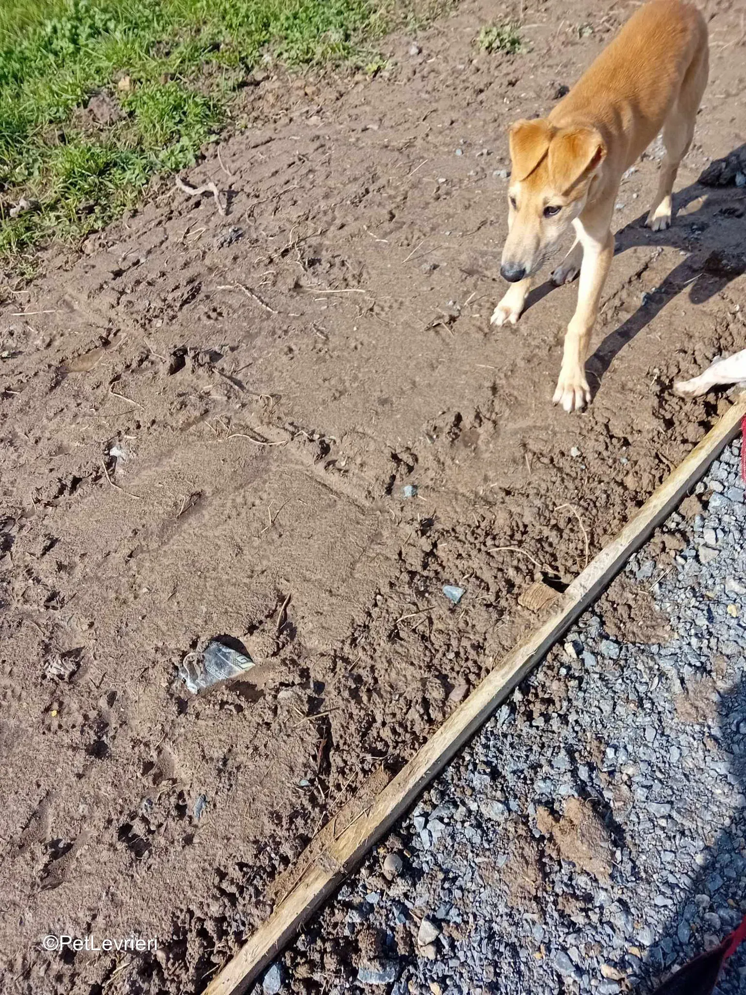 Deren adozione greyhound 17