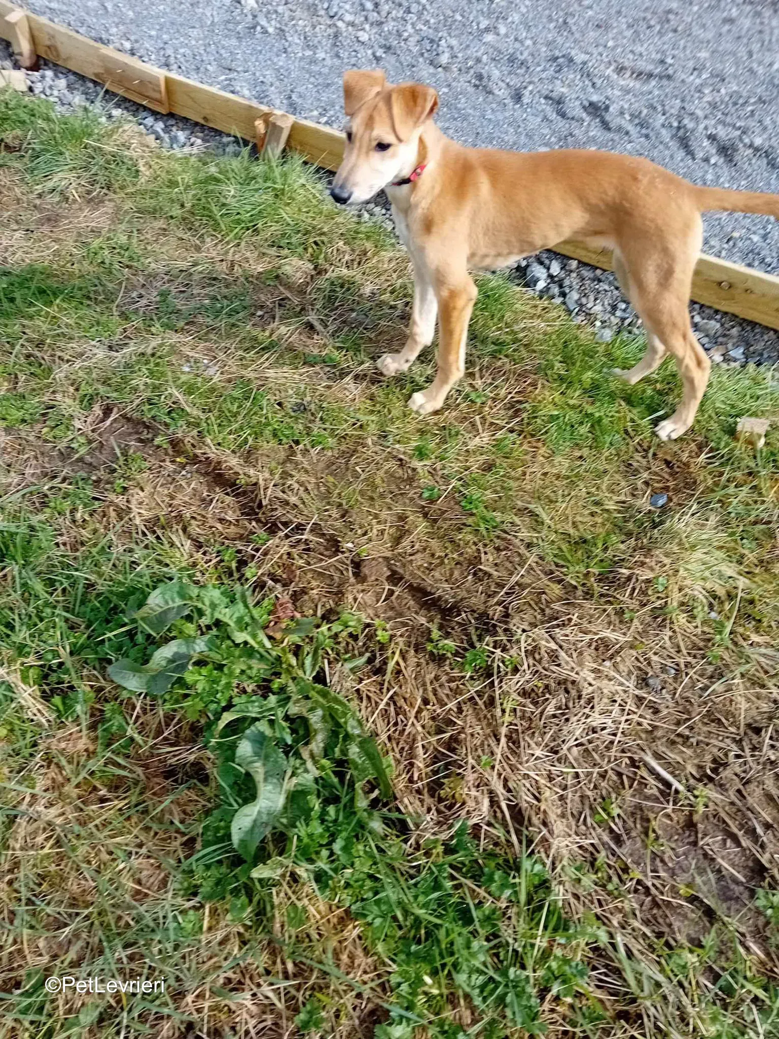 Deren adozione greyhound 18