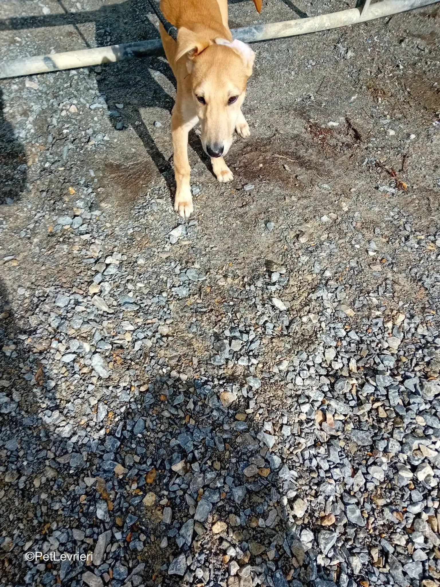 Deren adozione greyhound 19