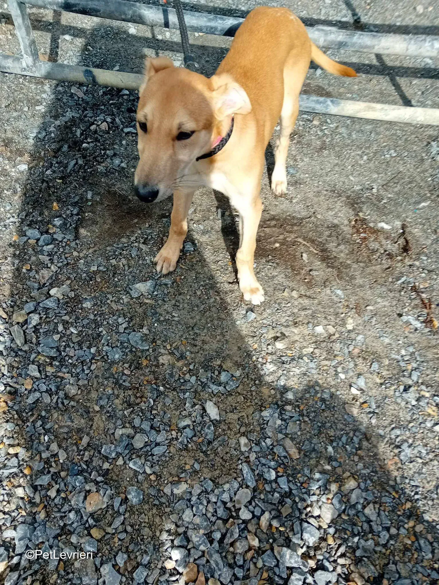 Deren adozione greyhound 20