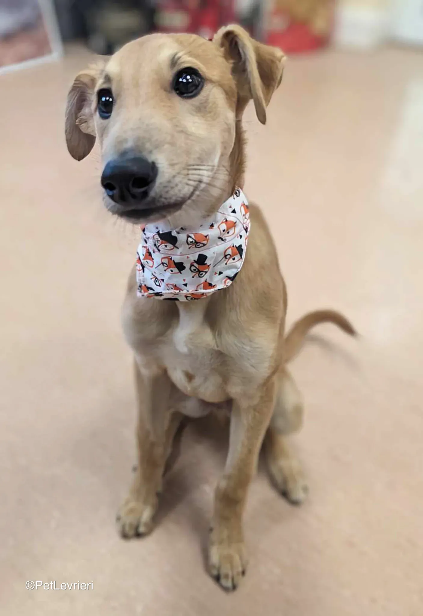 Deren adozione greyhound 21