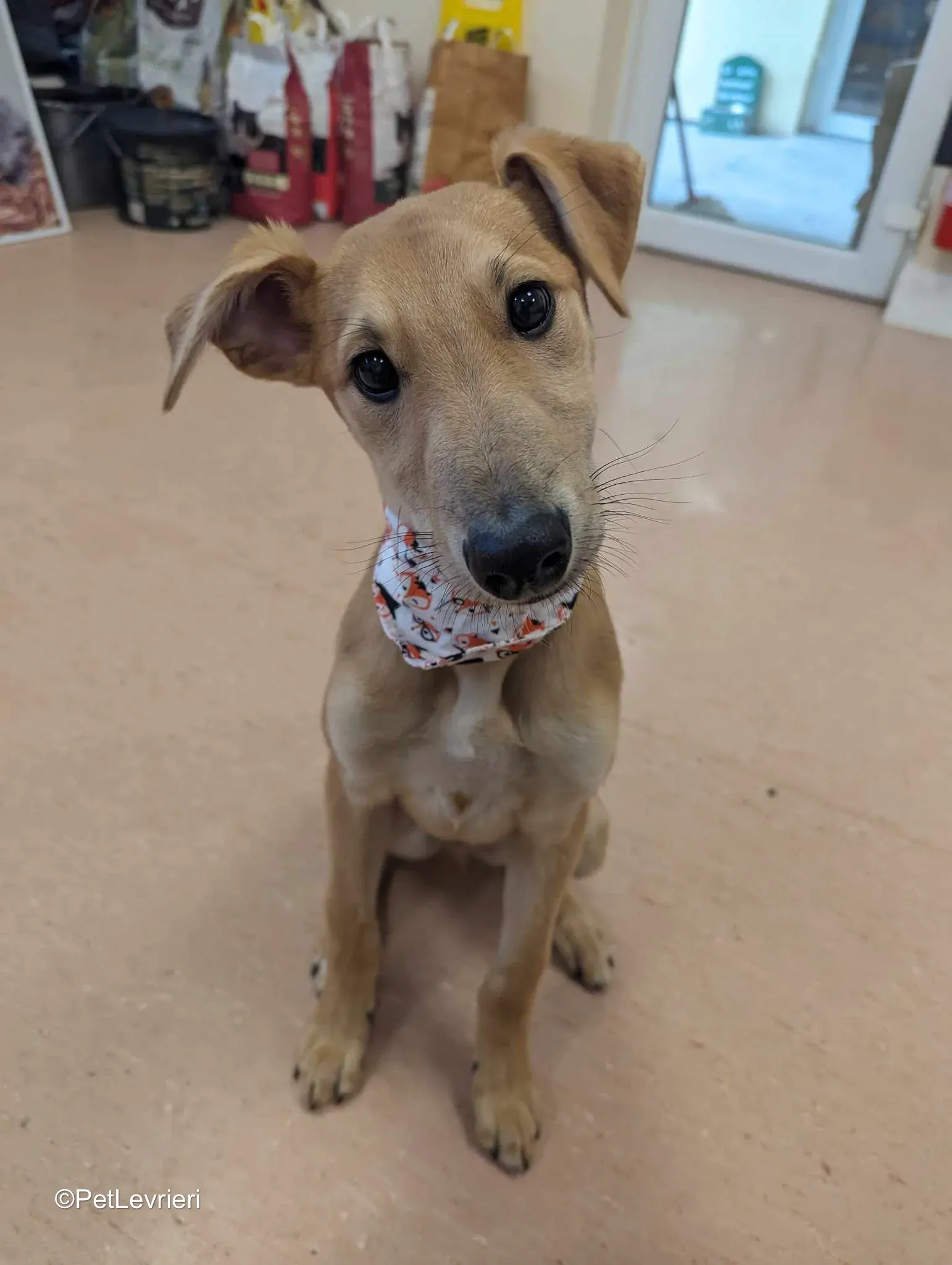 Deren adozione greyhound 22