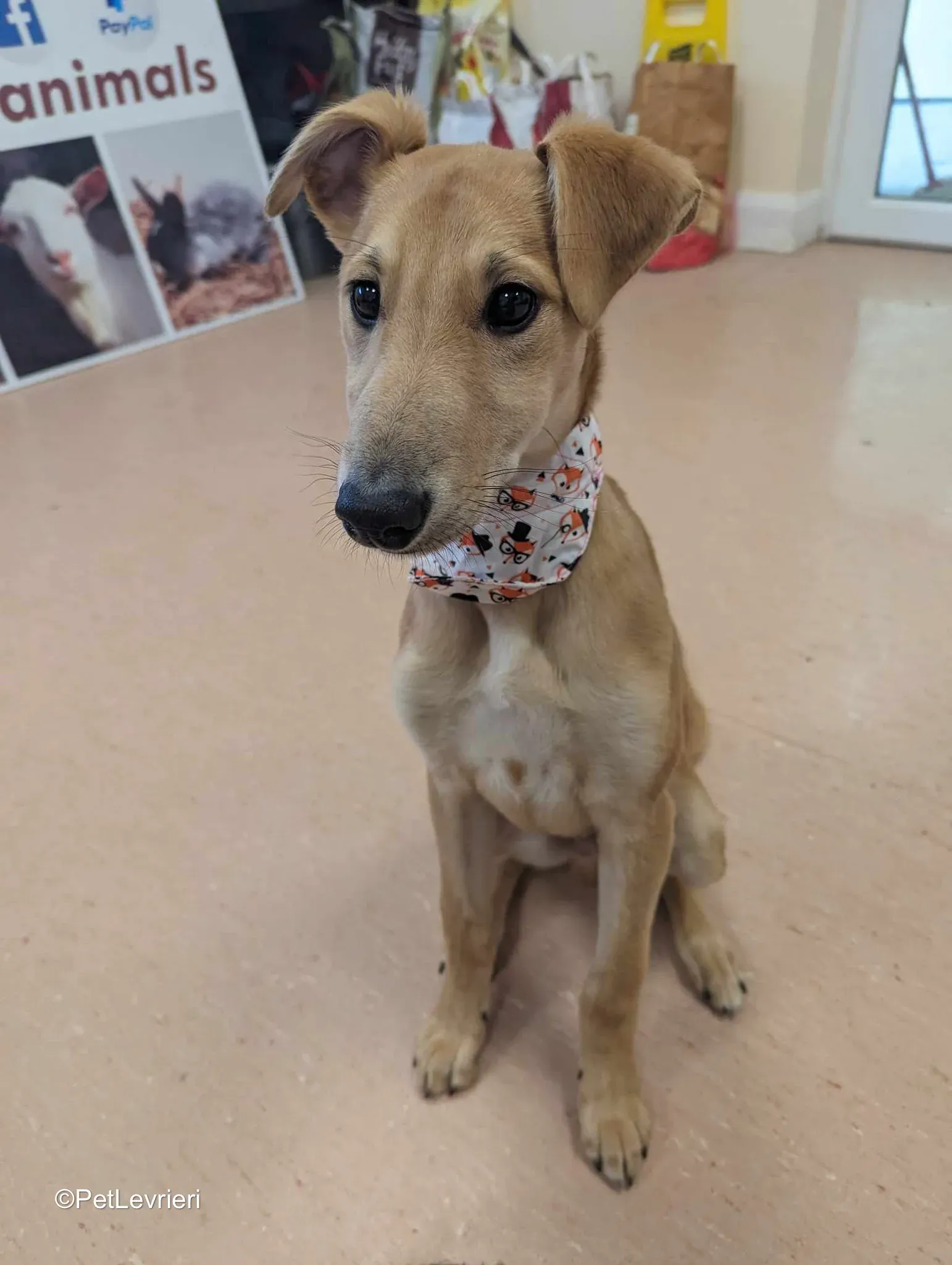 Deren adozione greyhound 23