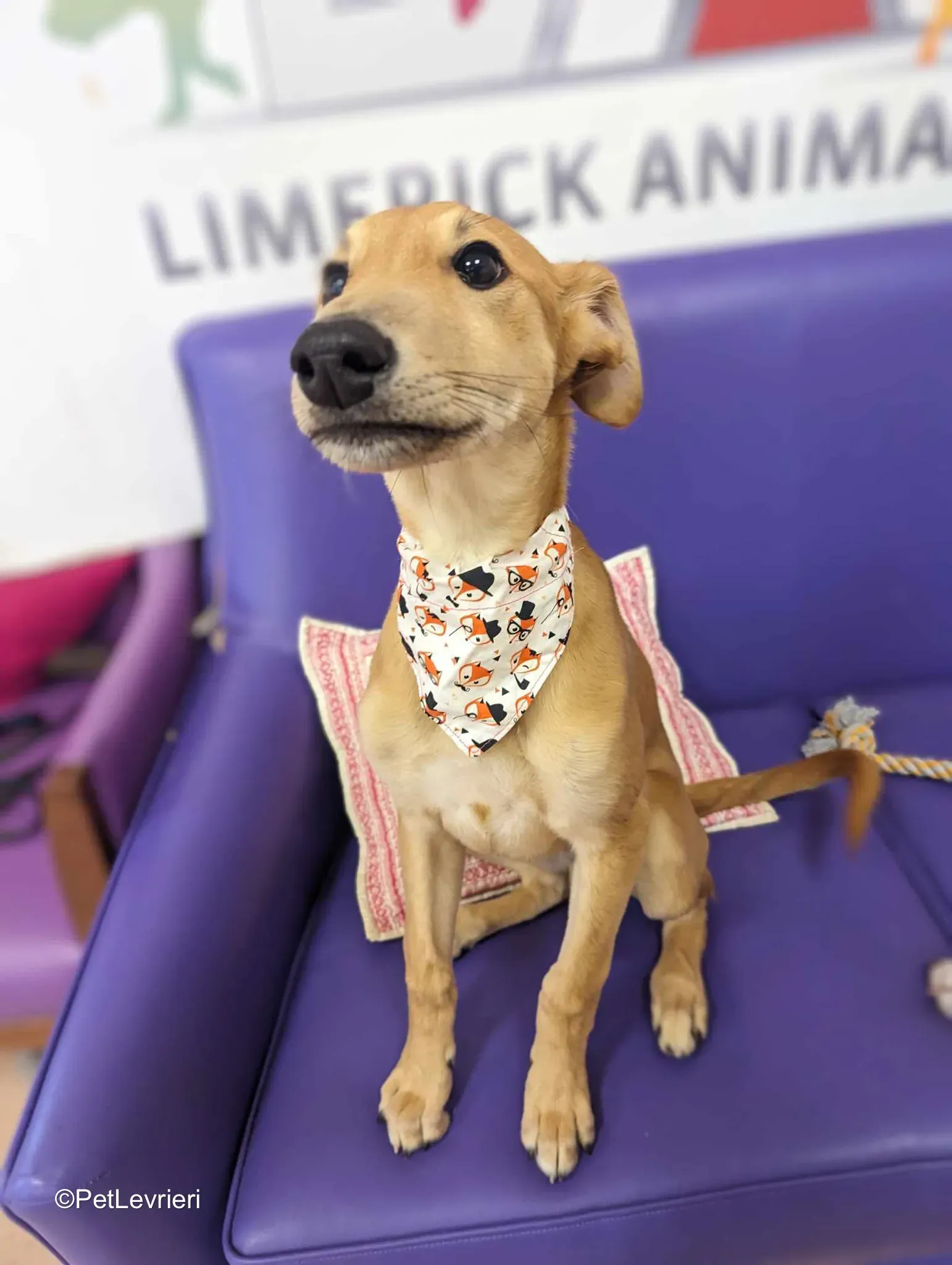 Deren adozione greyhound 24