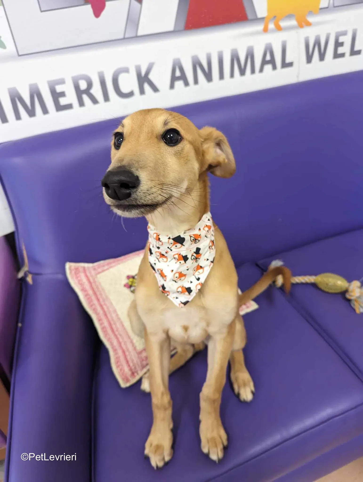 Deren adozione greyhound 25