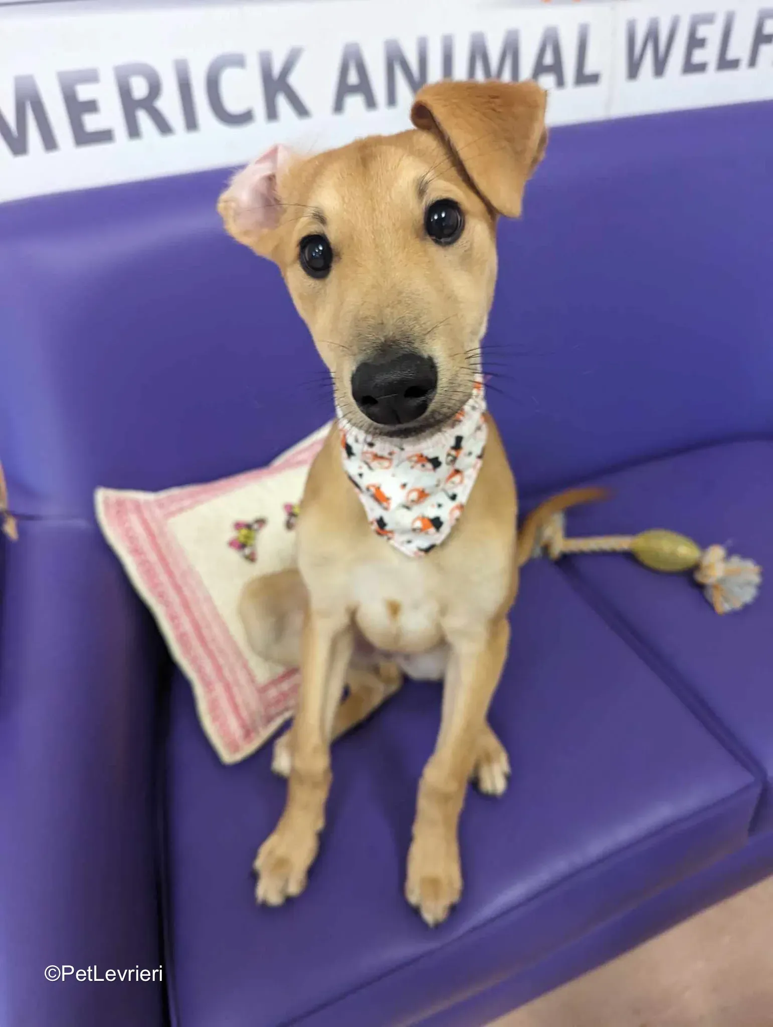 Deren adozione greyhound 26